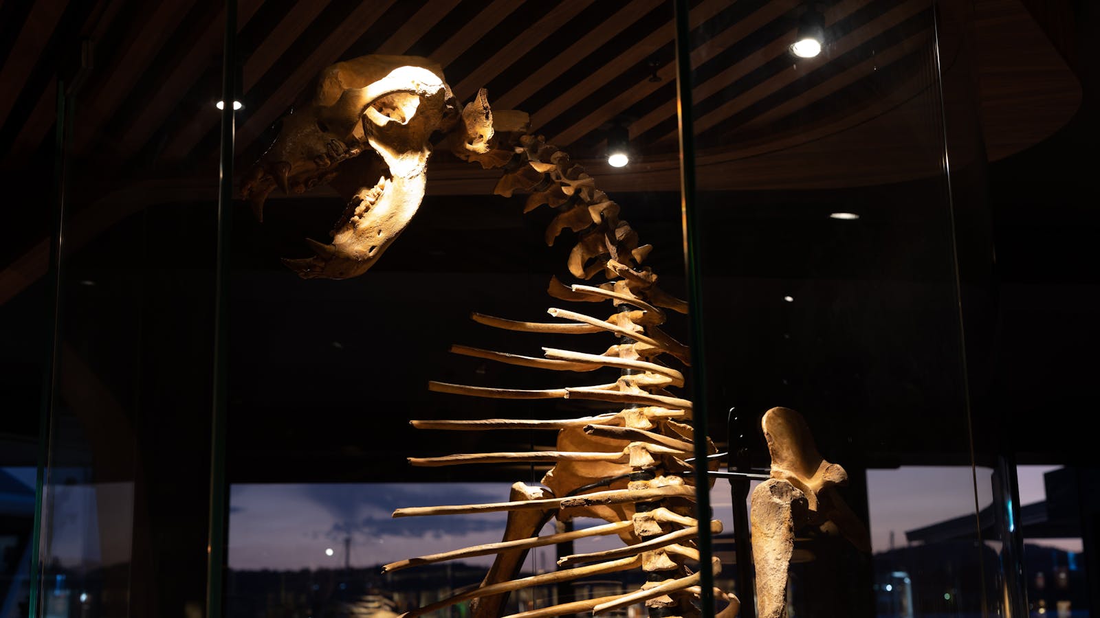 Luxury lounge bar in Hobart