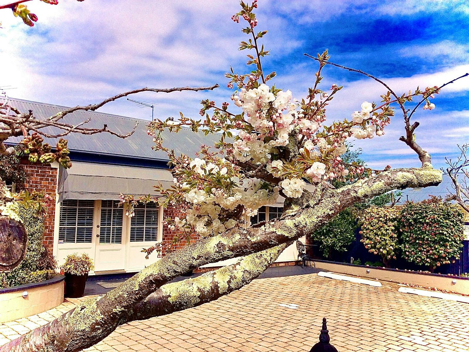 Kurrajong House, Cottage, patio and Parking
