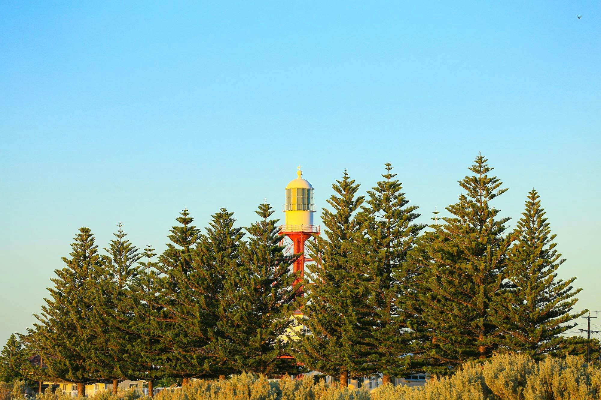 Cape Jaffa Lighthouse through the Pine Trees