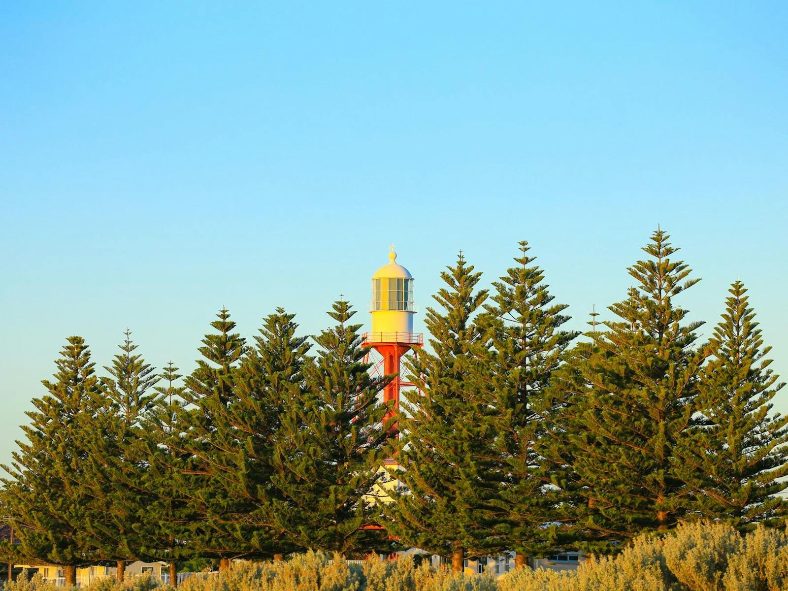 Cape Jaffa Lighthouse through the Pine Trees