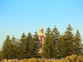 Cape Jaffa Lighthouse through the Pine Trees