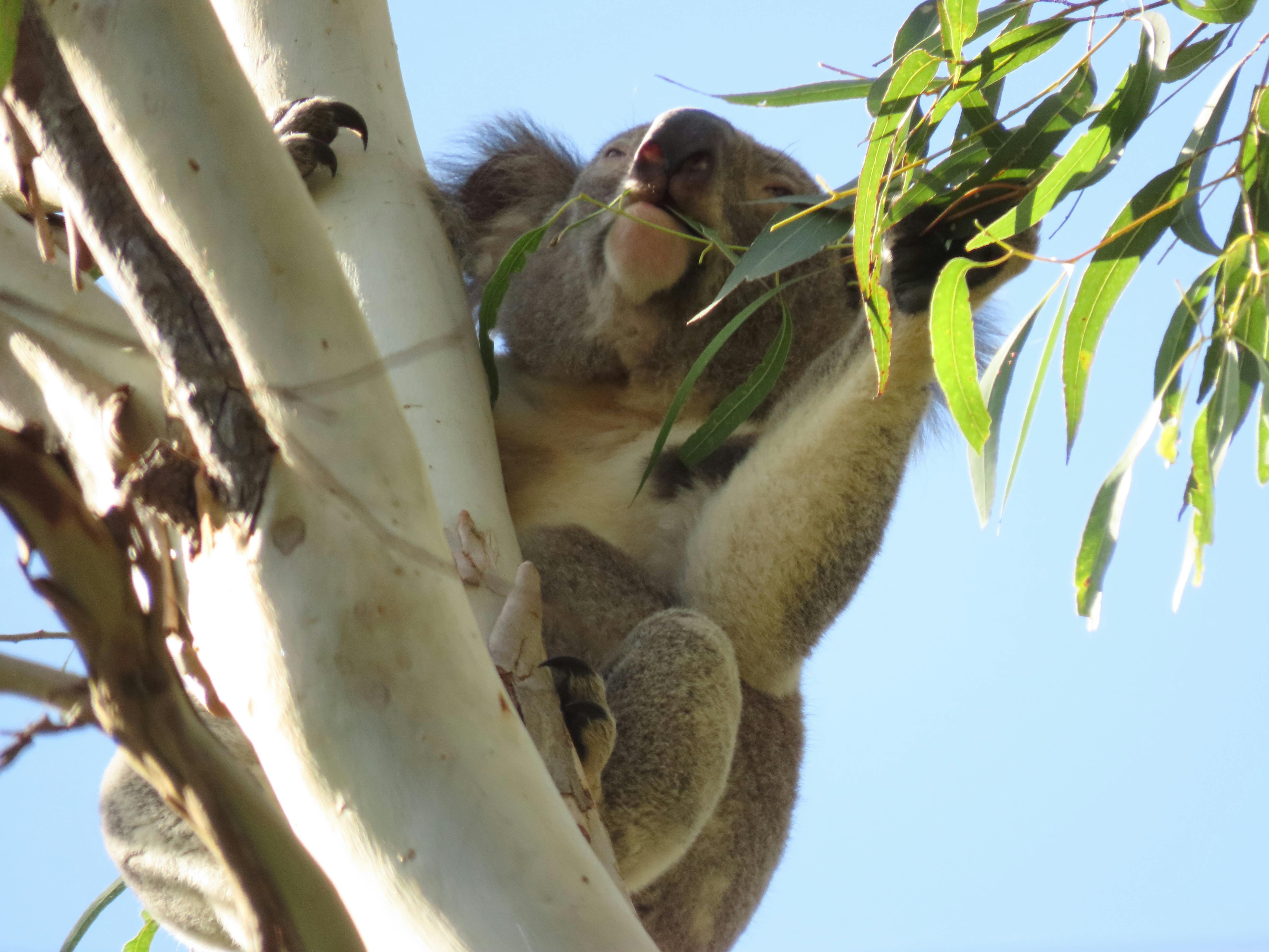 A male koala sitting on a tree branch and holding a leafy branch with one hand as he eats