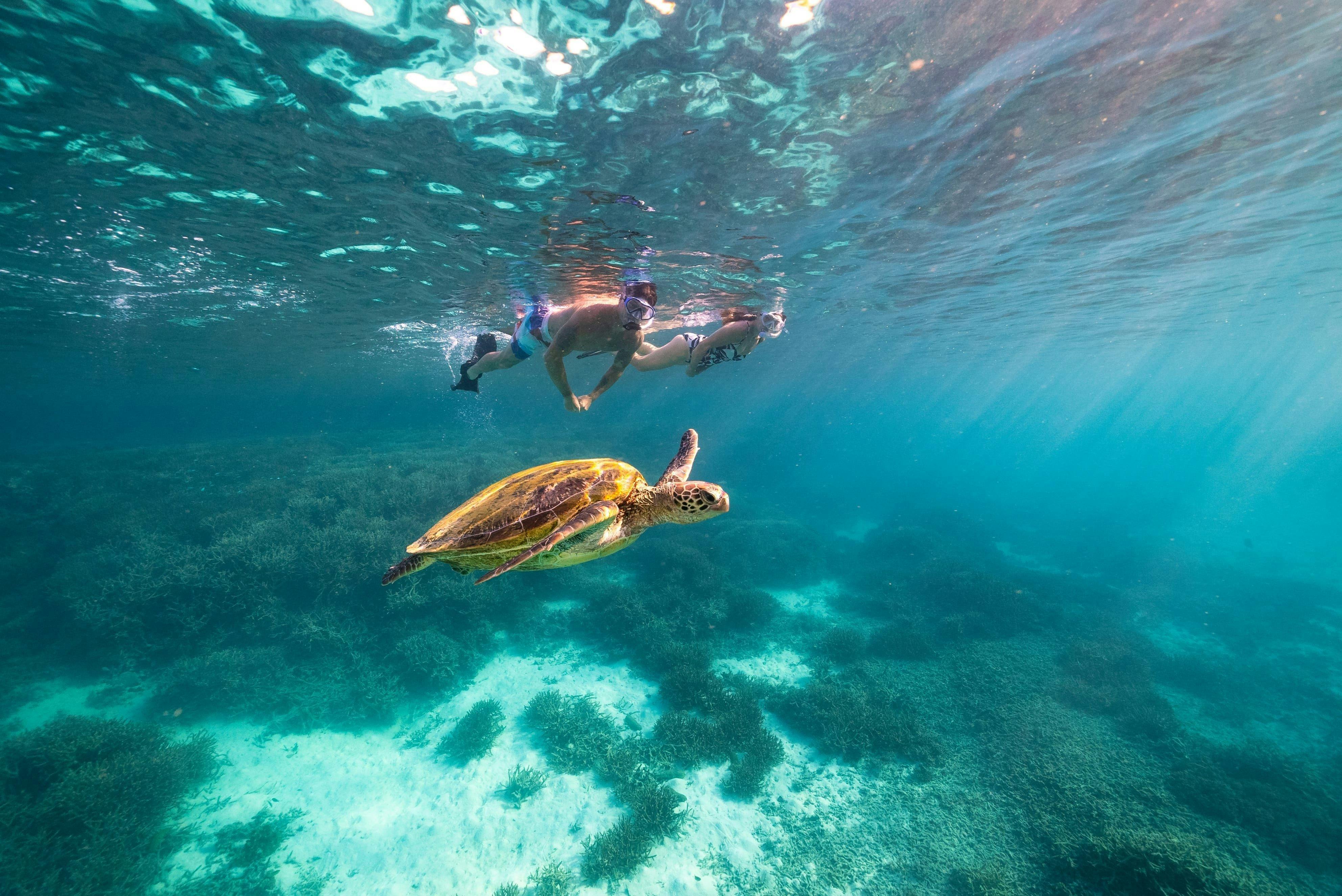 Turtle