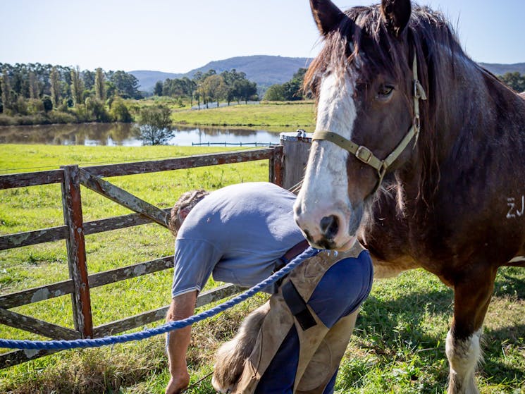 Tocal Homestead Tours