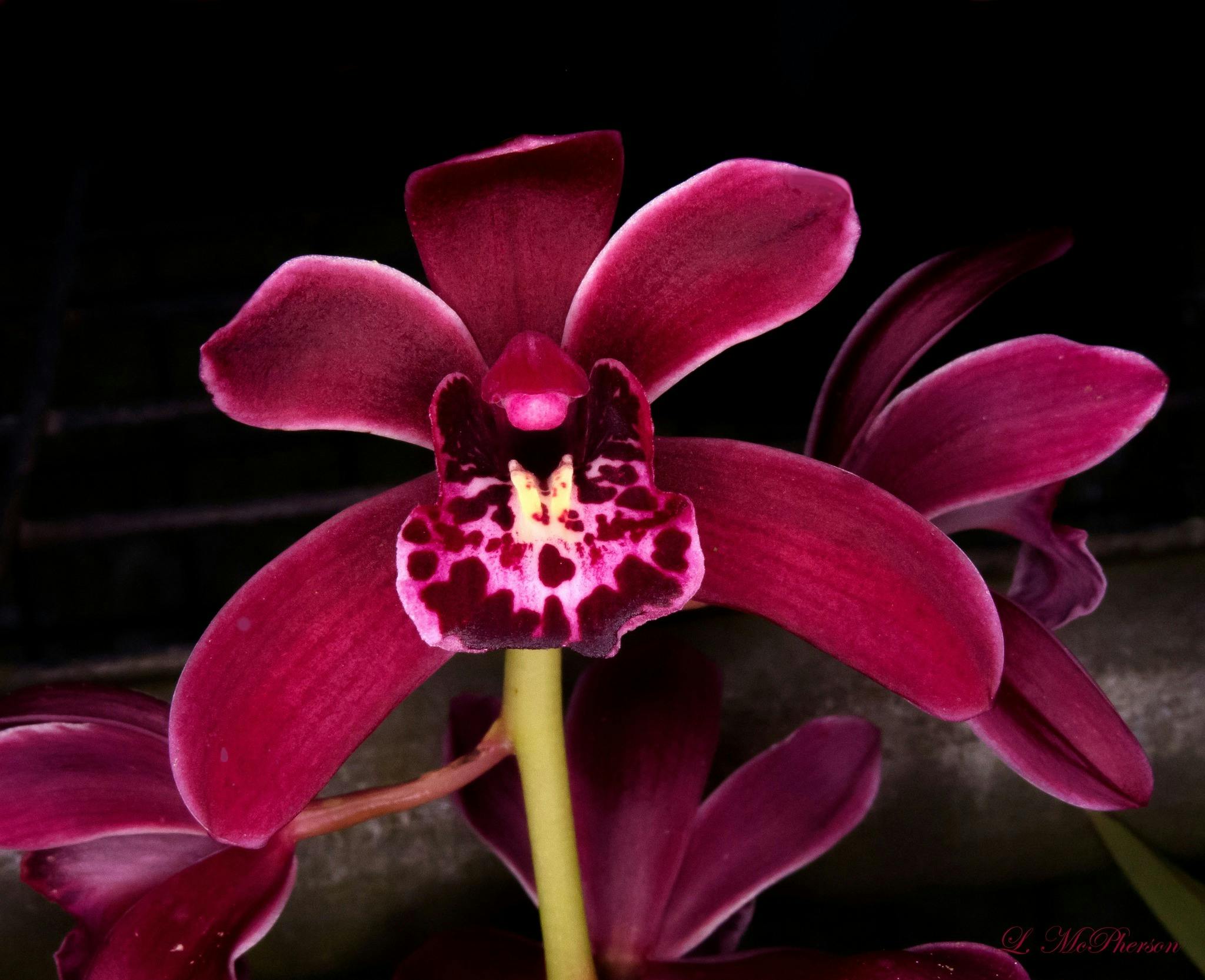 Orchid
