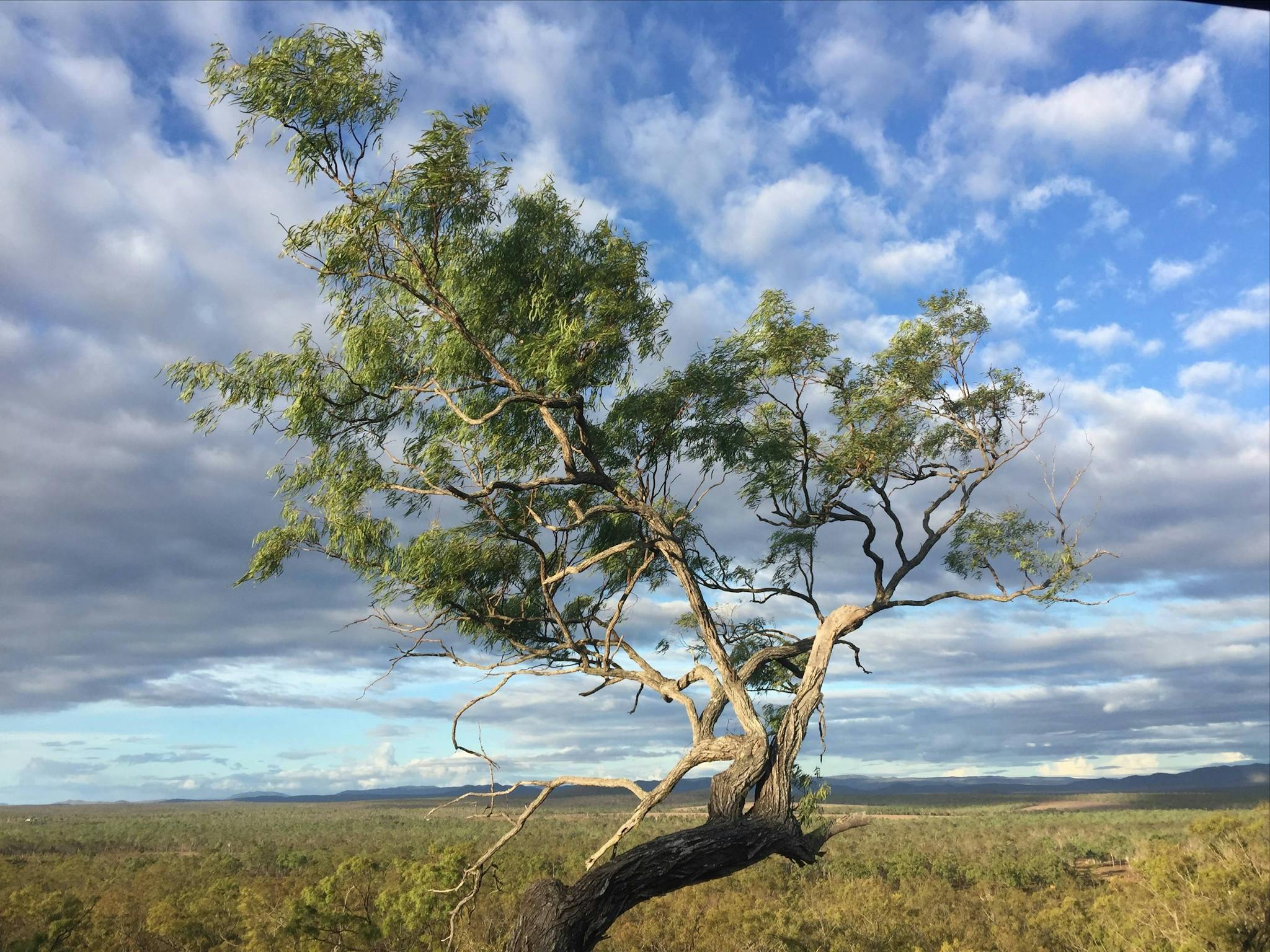 A view of the savannah forest to the horison with an old gnarled ironbark tree in the forefront. A view of the savannah forest to the horison with an old gnarled ironbark tree in the forefront.