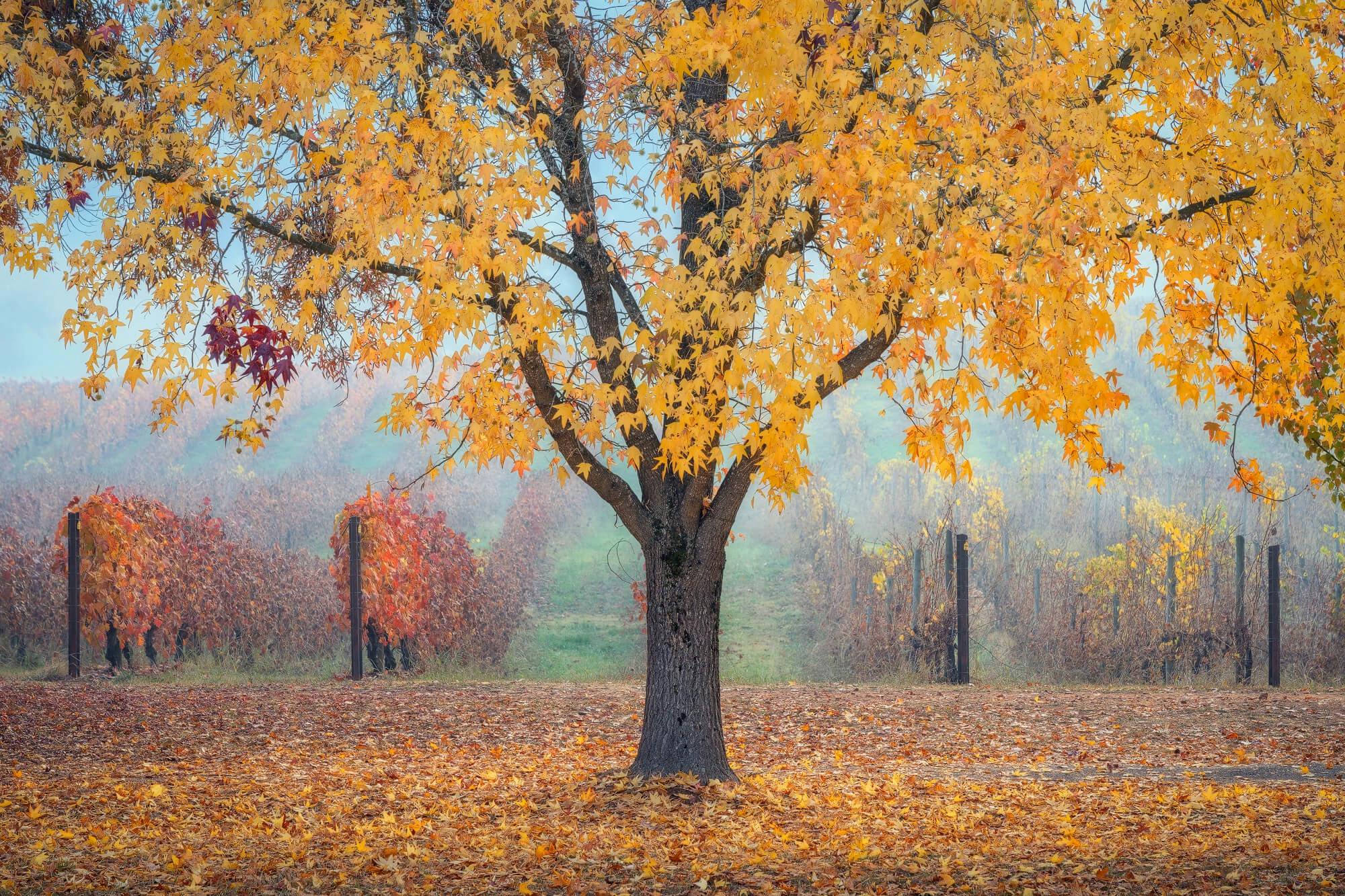 Autumn tree in Bright.