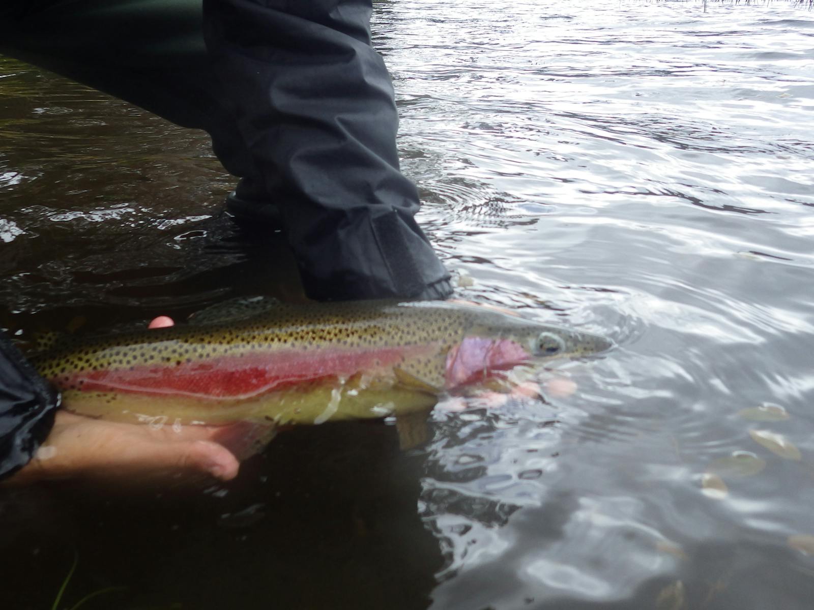 releasing rainbow trout