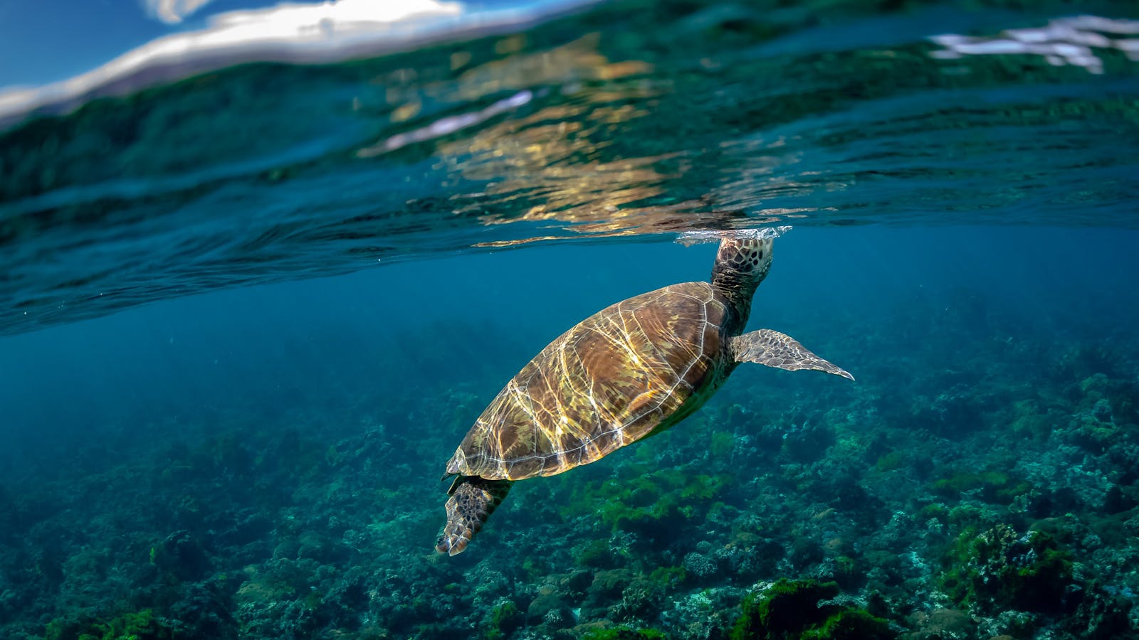 Image for Behind the Lens - Lord Howe Island Photography Holiday