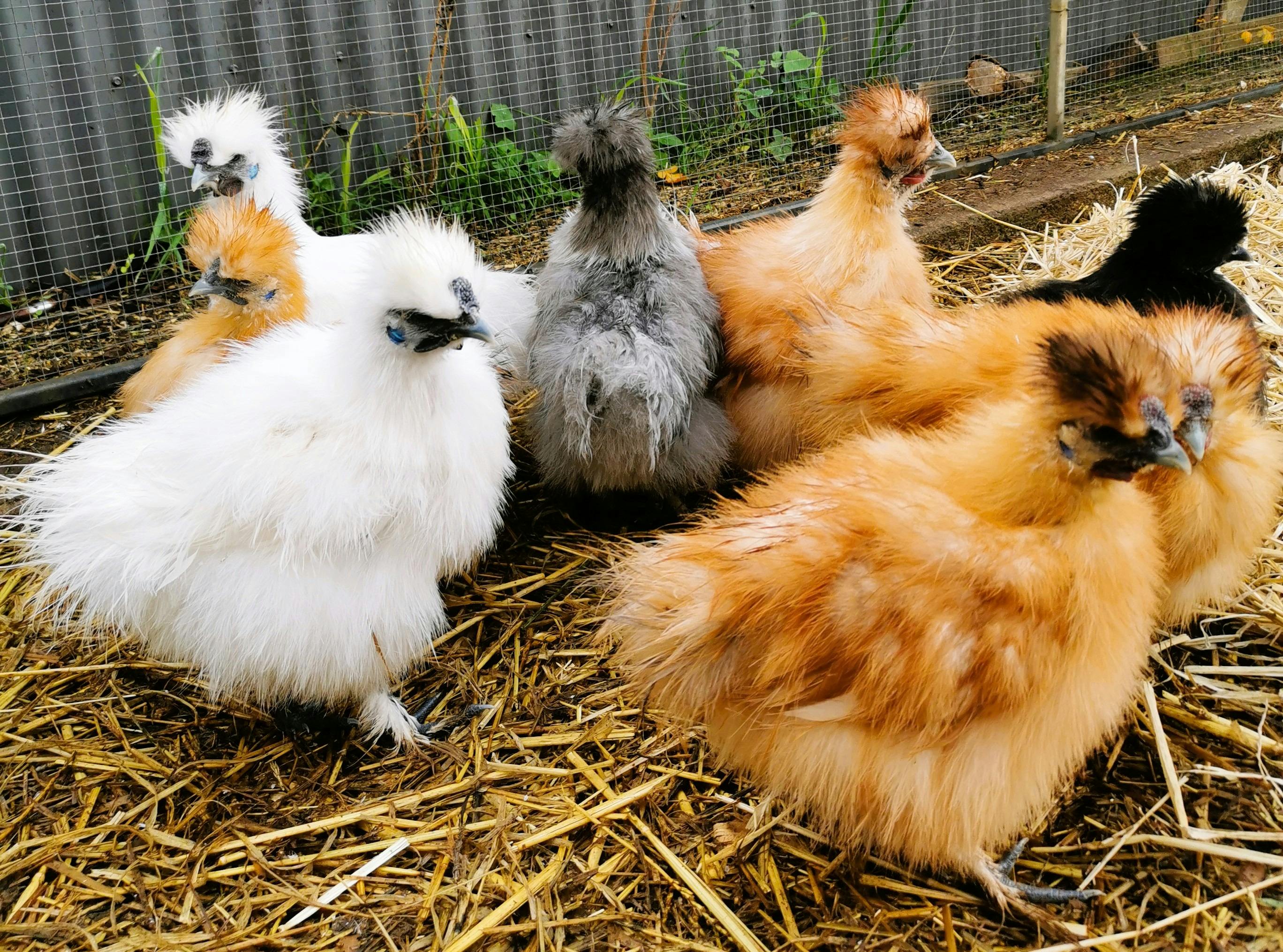 Shrieking Witch Wines Silkie chickens