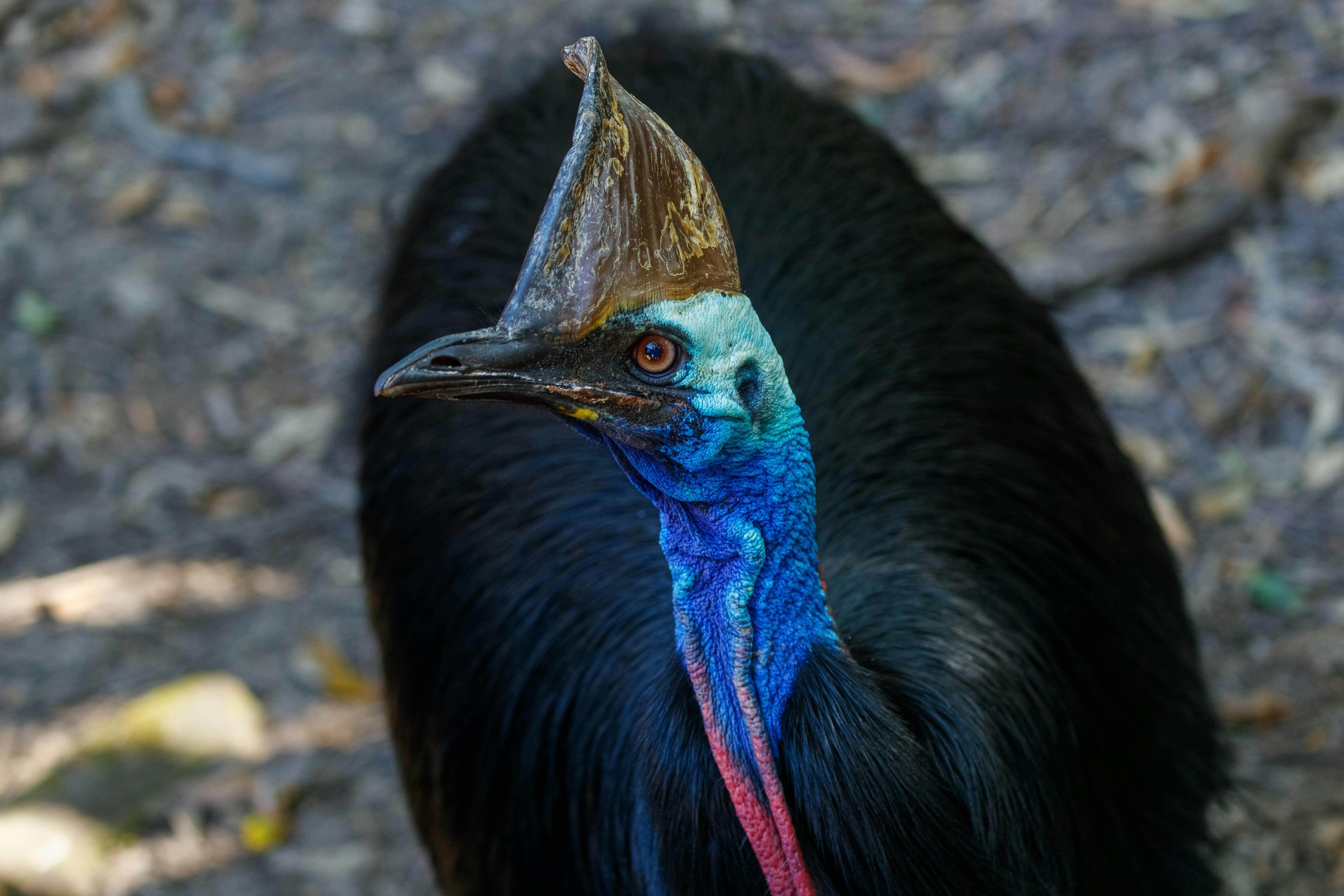 Discover Queensland's unique wildlife and learn how Rangers protect our natural places.