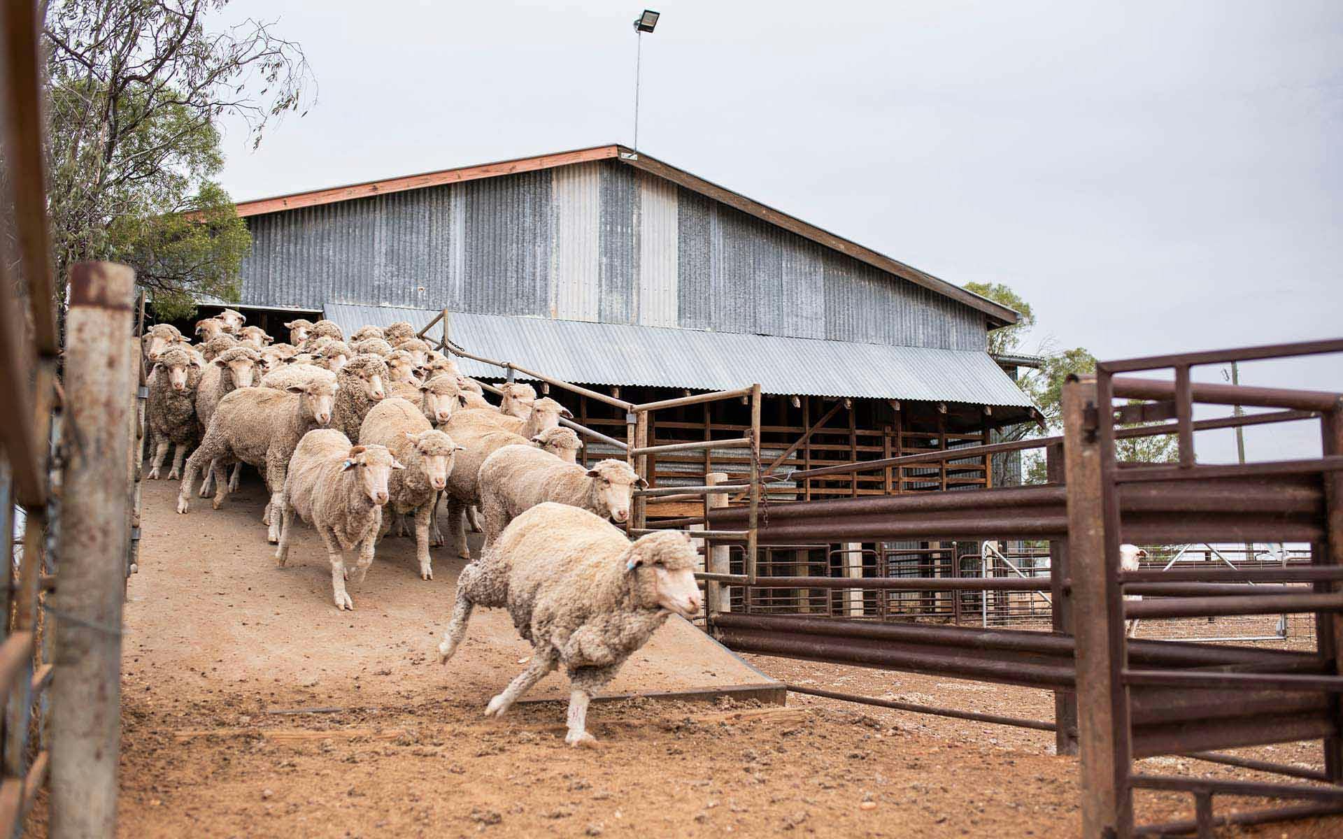 Merino sheep running down a shearing shed ramp