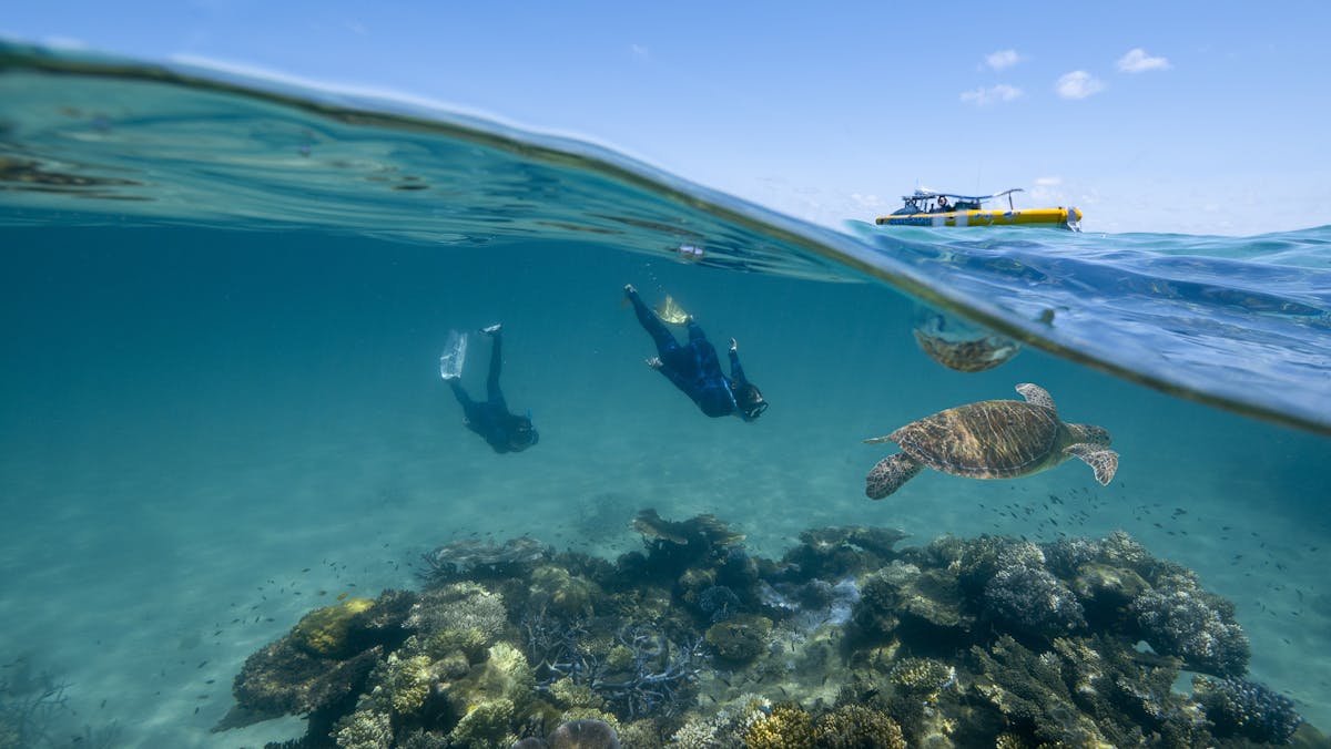 Ocean Safari