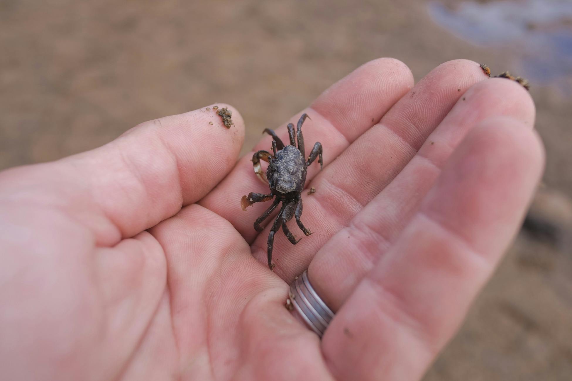 Bermagui Picnic Area - Lagoon crab