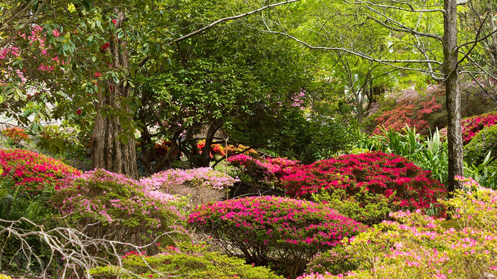 Mount Lofty Botanic Garden