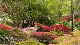 Mount Lofty Botanic Garden's Rhododendron Gully is a sea of colour in spring.