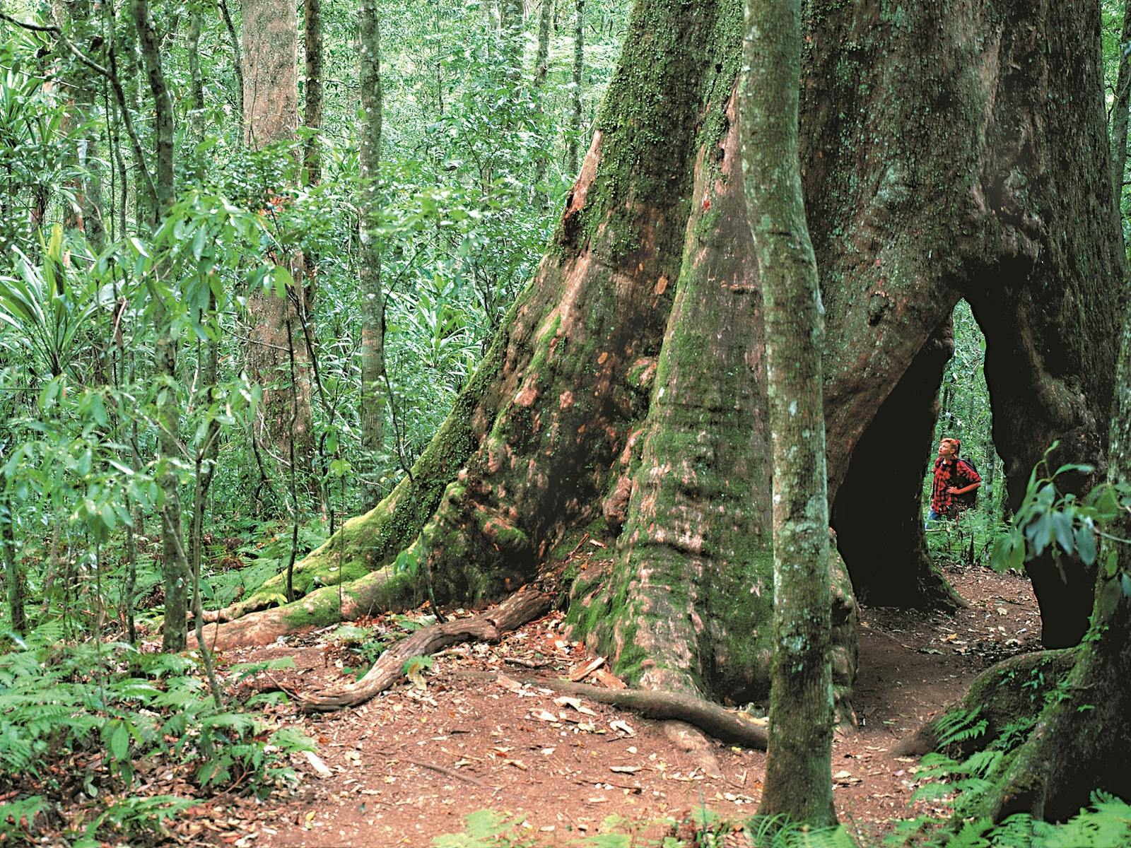 Bushwacker Eco Tours