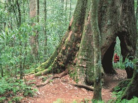 Springbrook National Park
