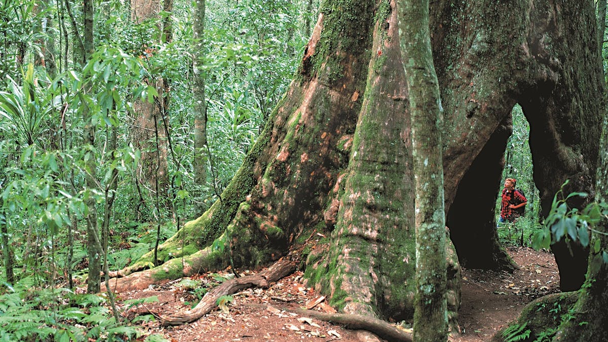 Springbrook National Park