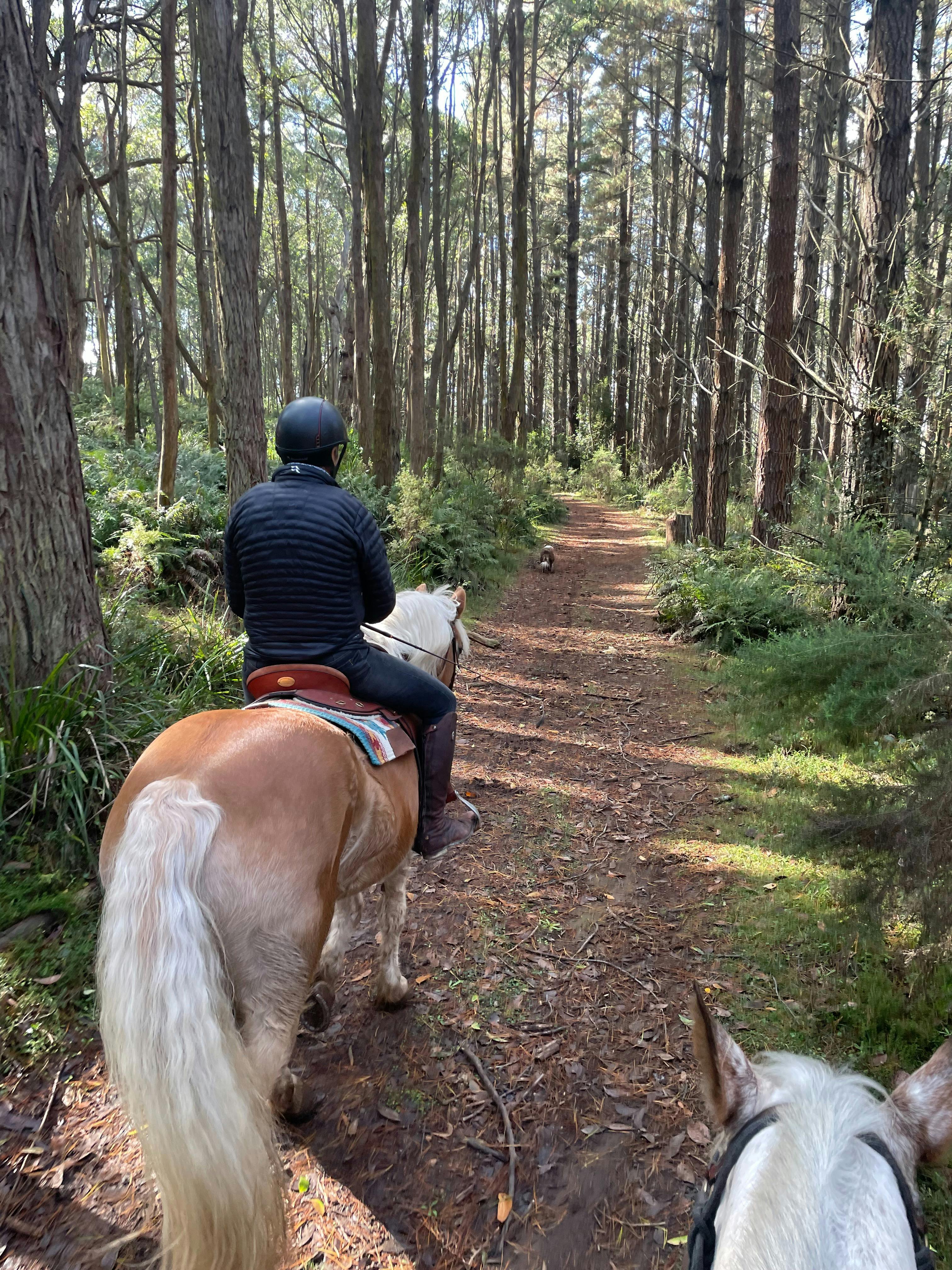horse rider on forest trail