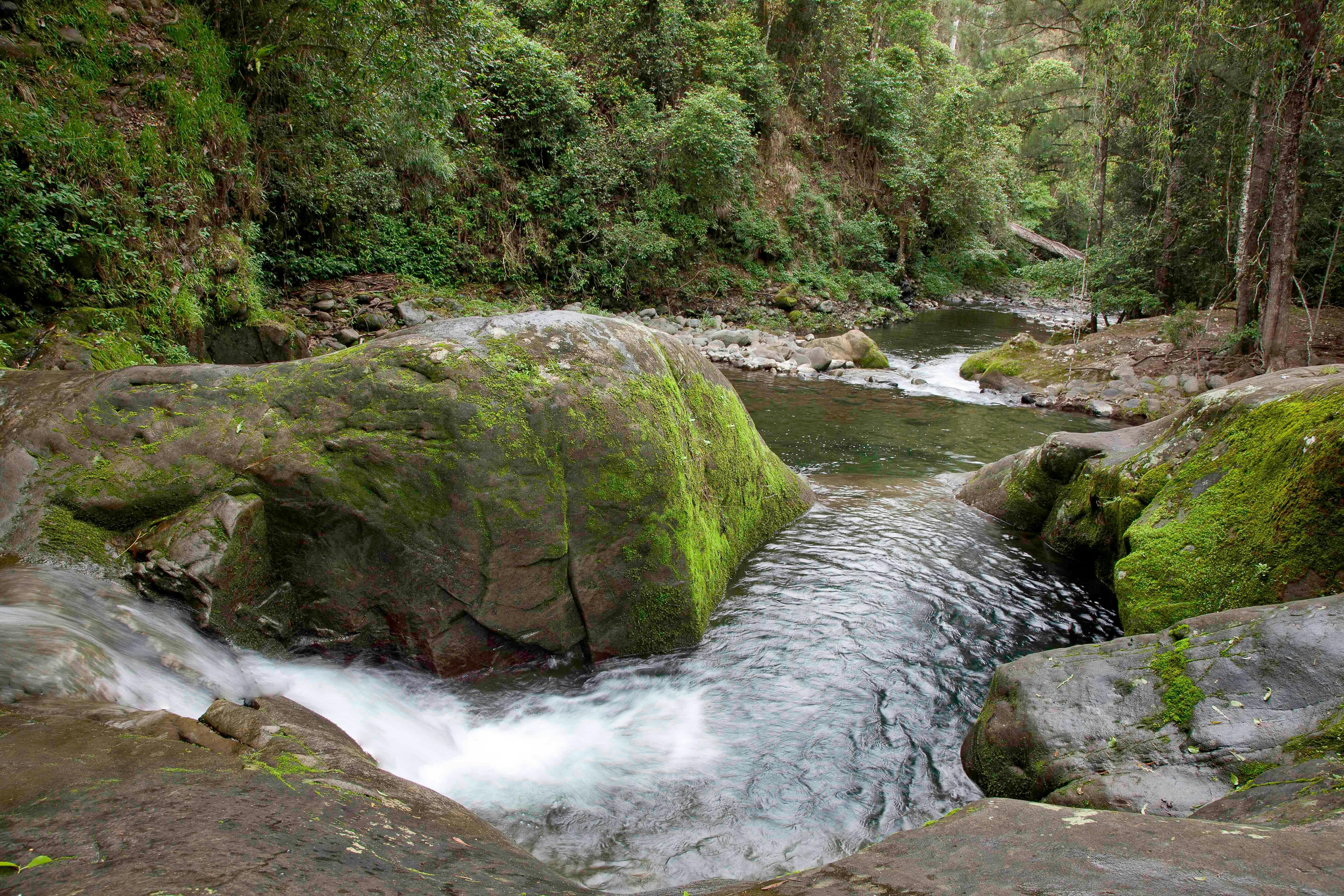 Chichester State Forest - Allyn River