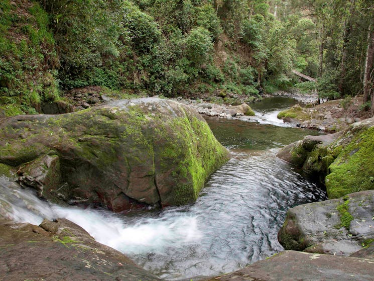 Chichester State Forest - Allyn River