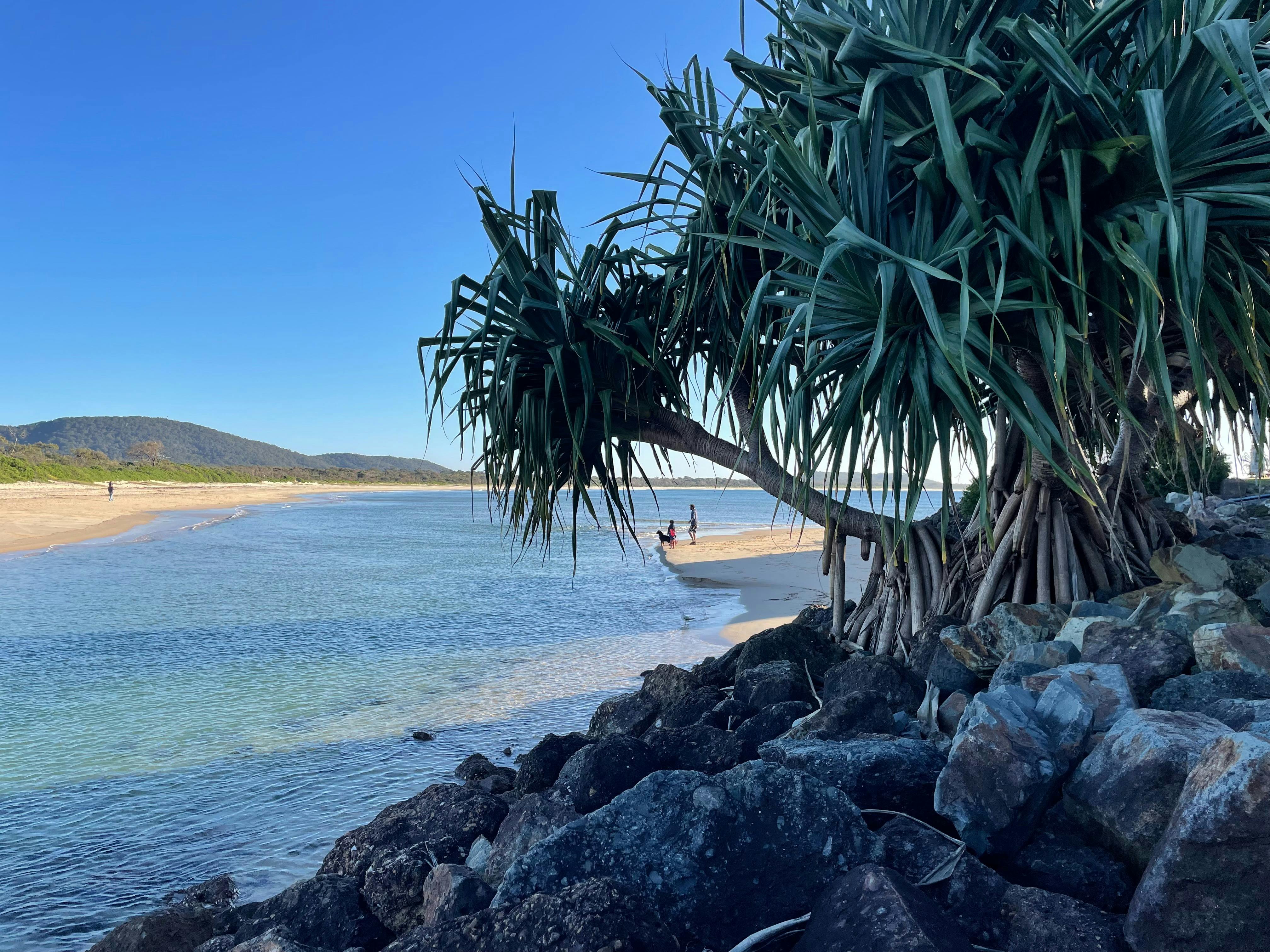 Image of creek and pandanus tree