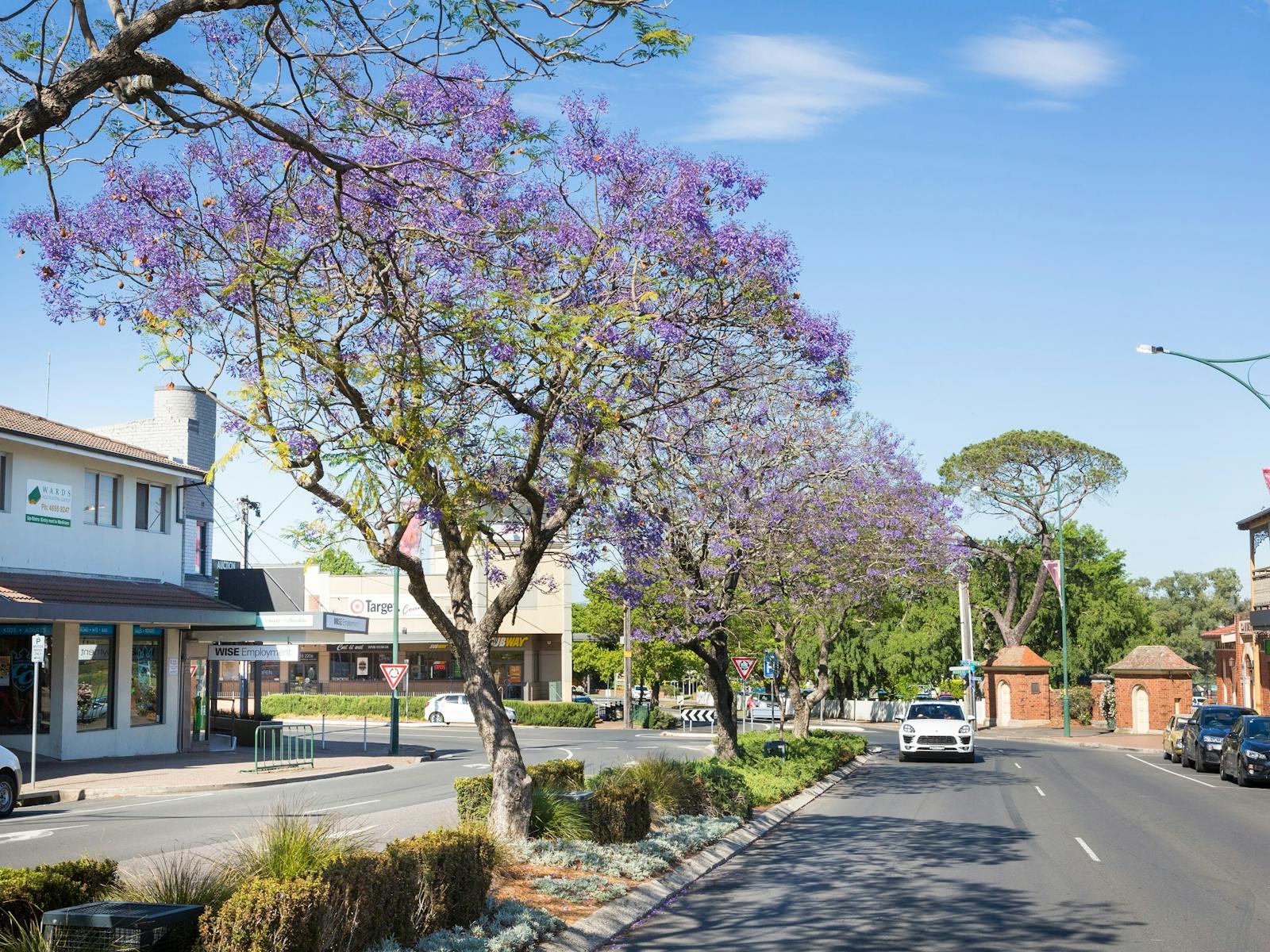 Image for Camden Jacaranda Festival