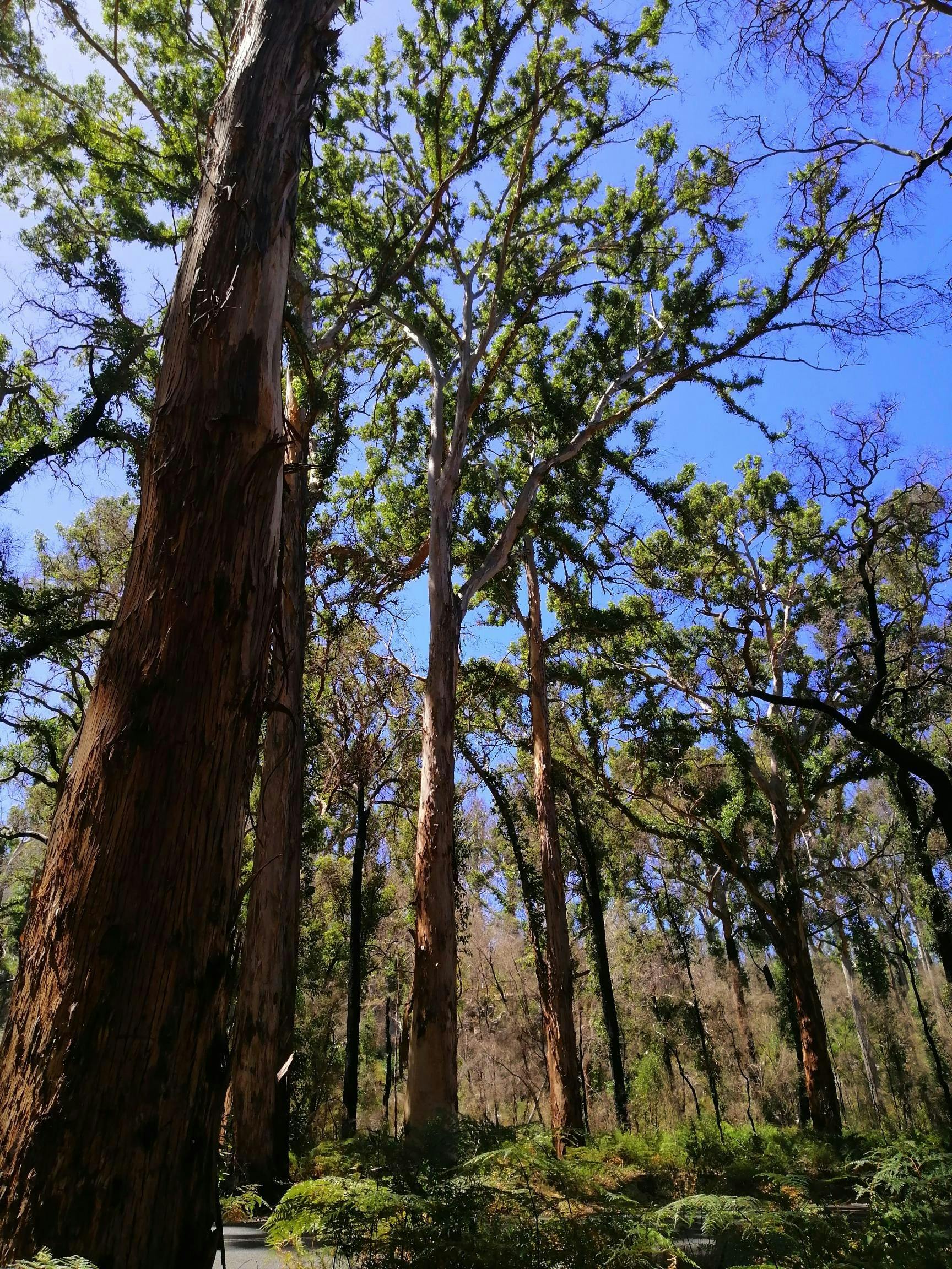 1 Day Margret River Tour