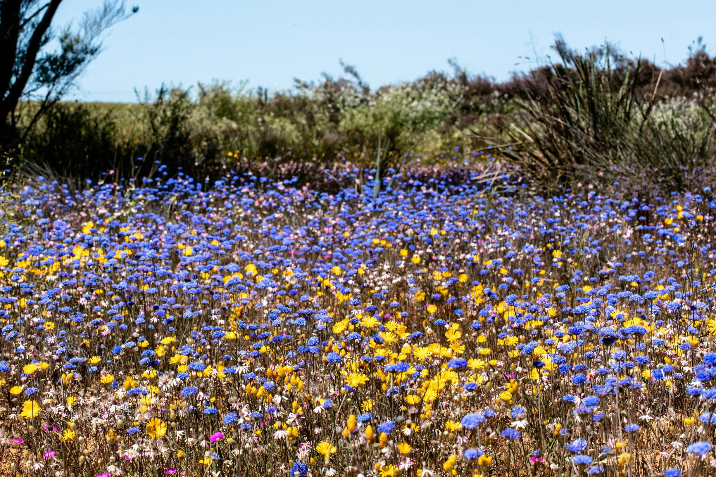 Northern Explorer Wildflower Trail, Western Australia