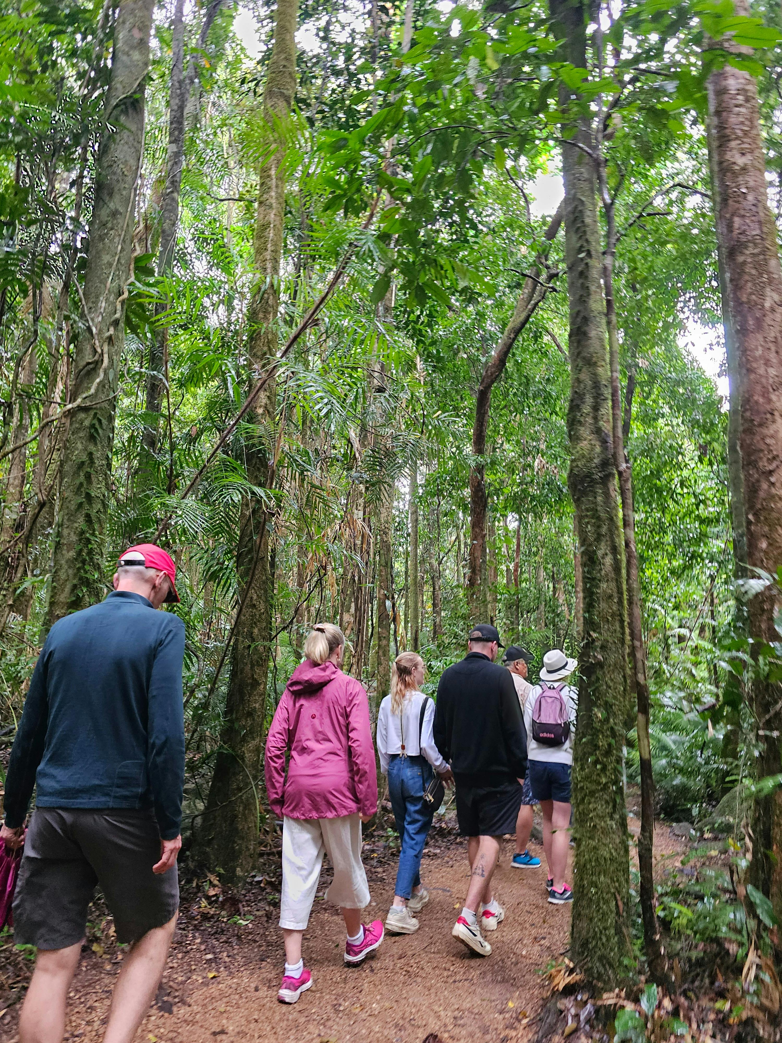 Daintree Rainforest Walk