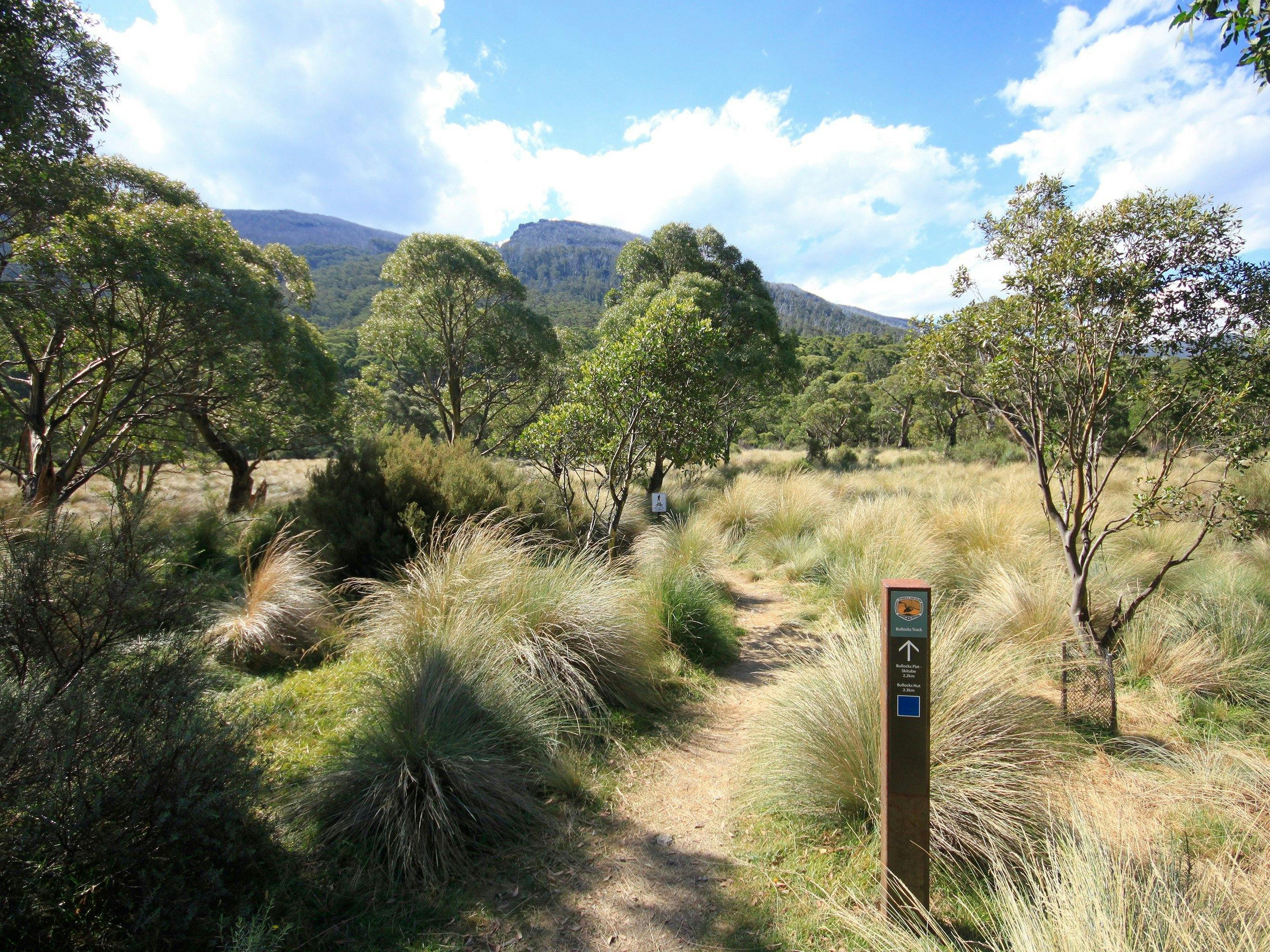 Bullocks walking track