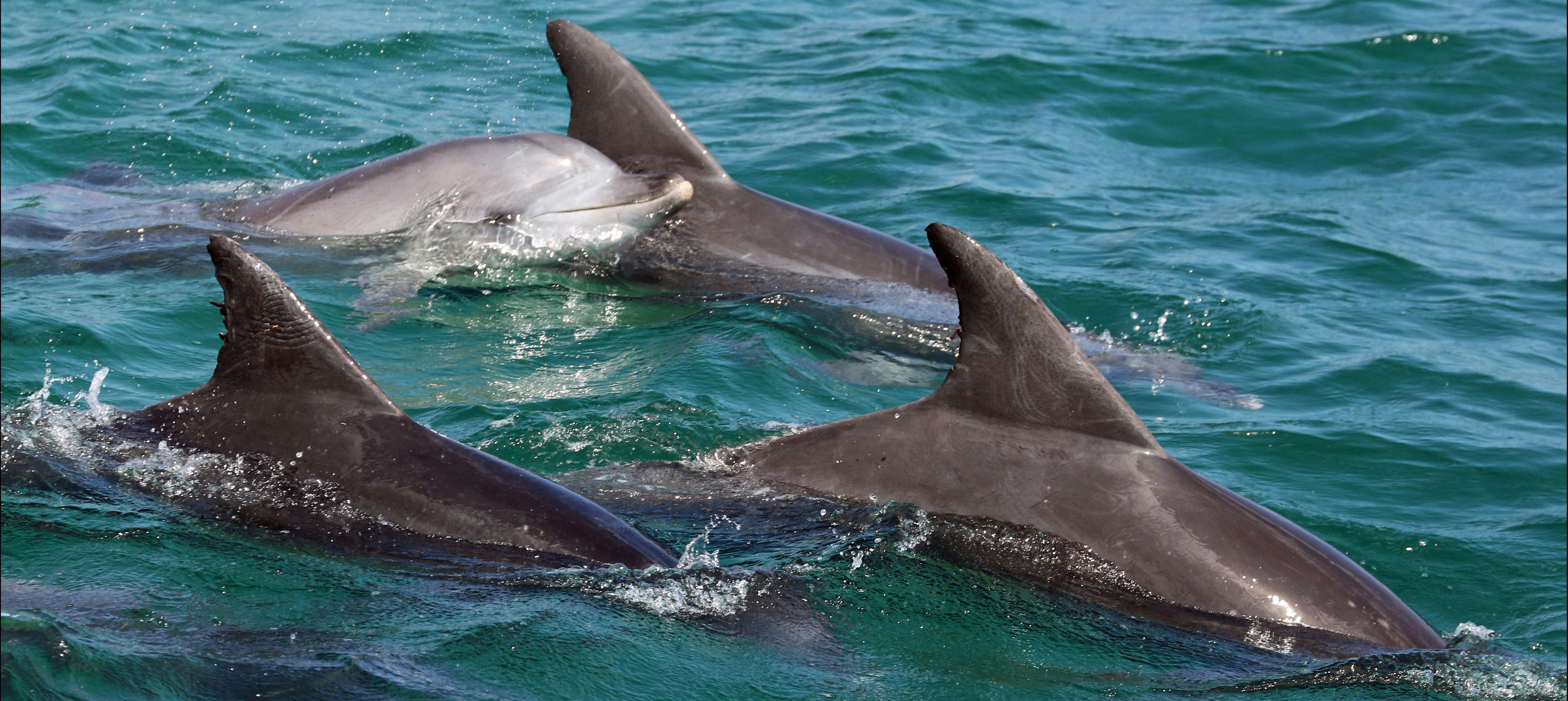 Bottlenose Dolphins Herding Jervis Bay