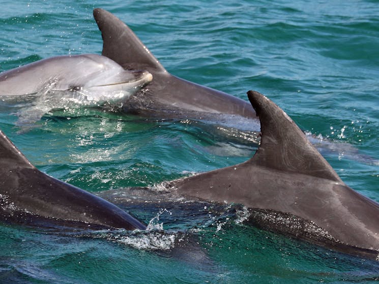 Bottlenose Dolphins Herding Jervis Bay