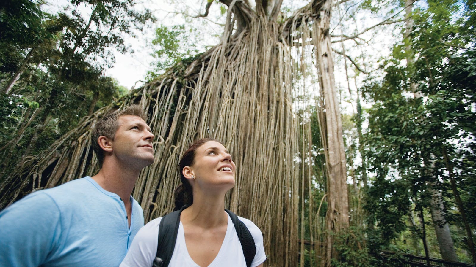 Curtain Fig National Park