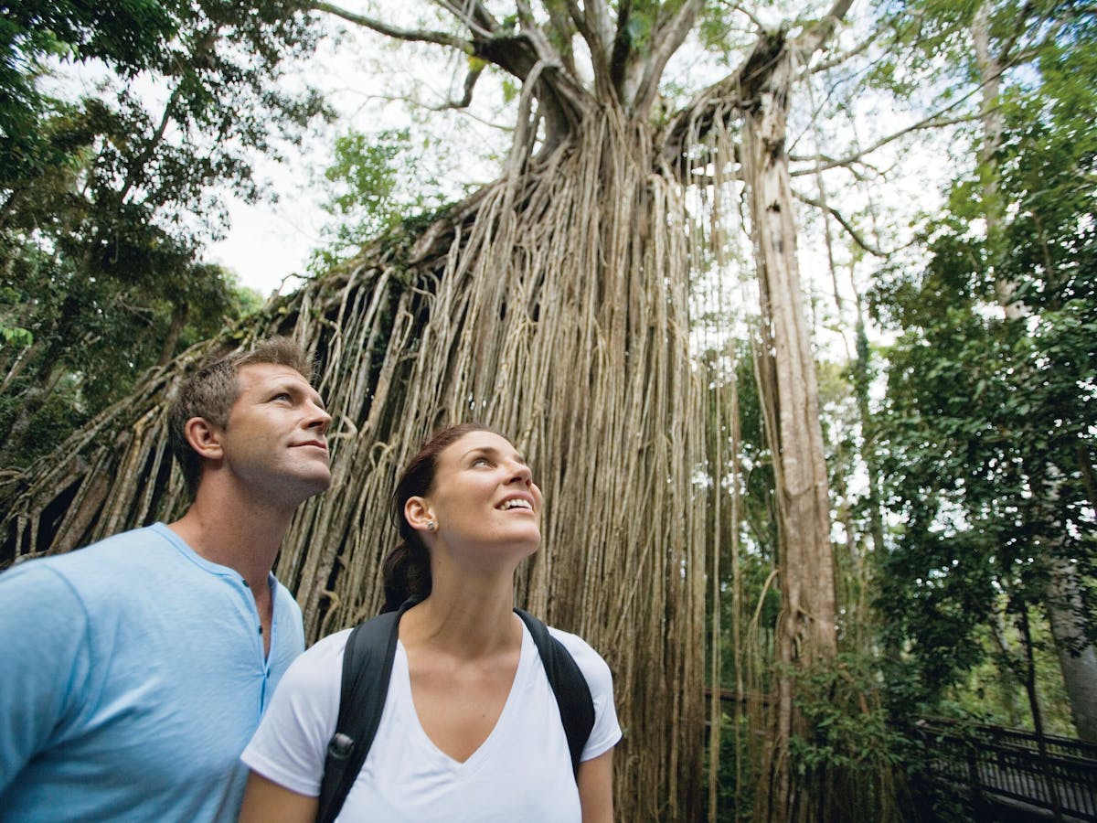 Visitors gazing at large curtain fig tree. Visitors gazing at large curtain fig tree.