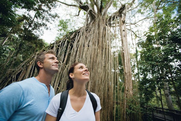 Visitors gazing at large curtain fig tree.