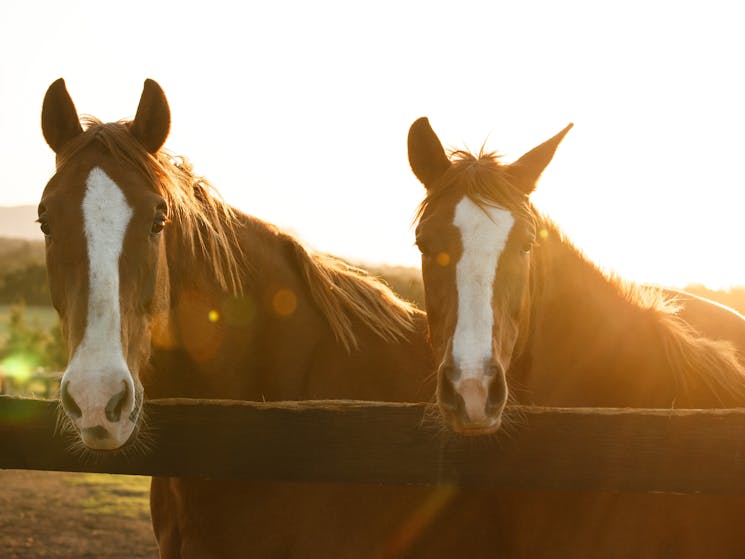 two chestnut horses with white nose colouring in the sunlight facing the camera
