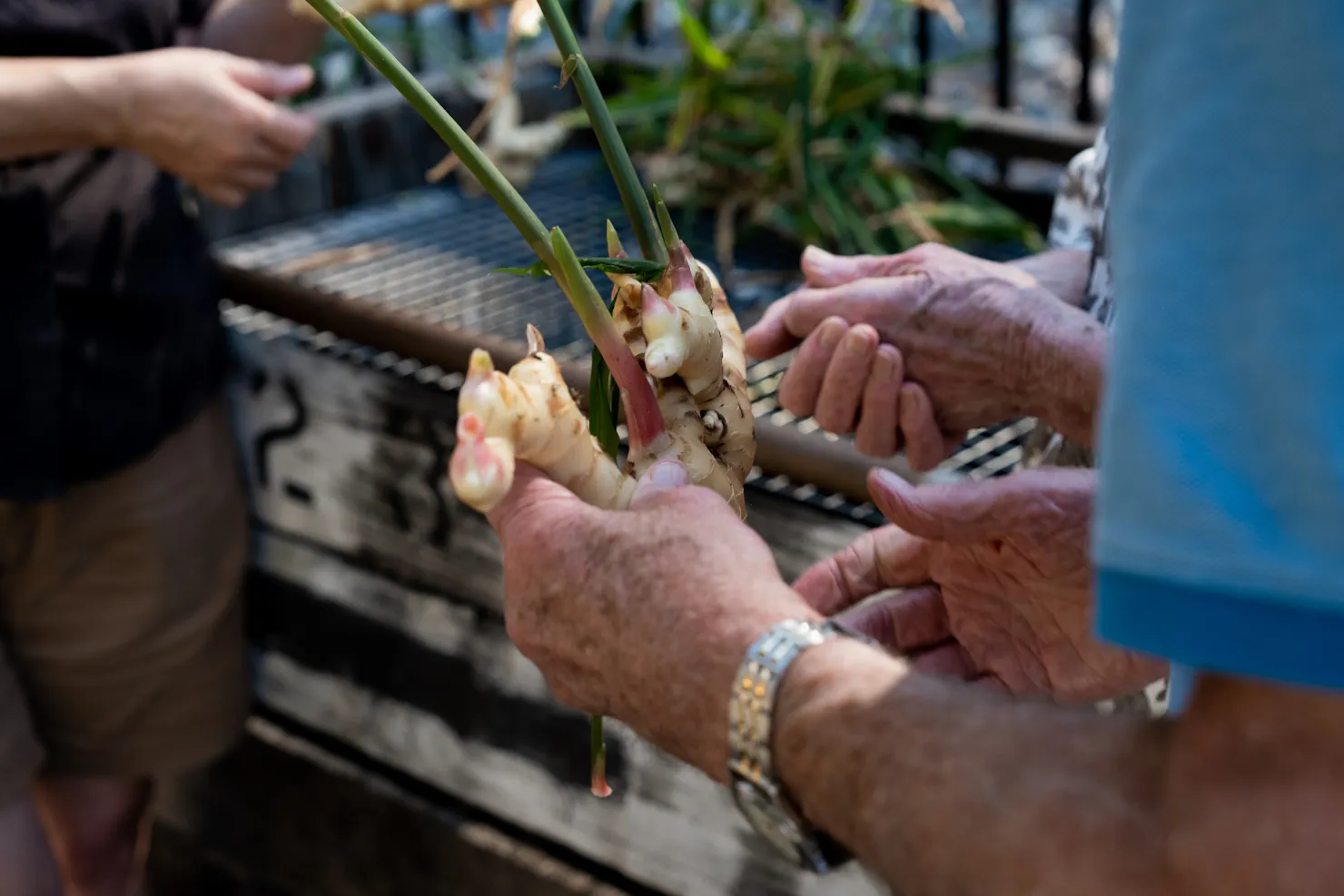 Washing freshly harvested ginger