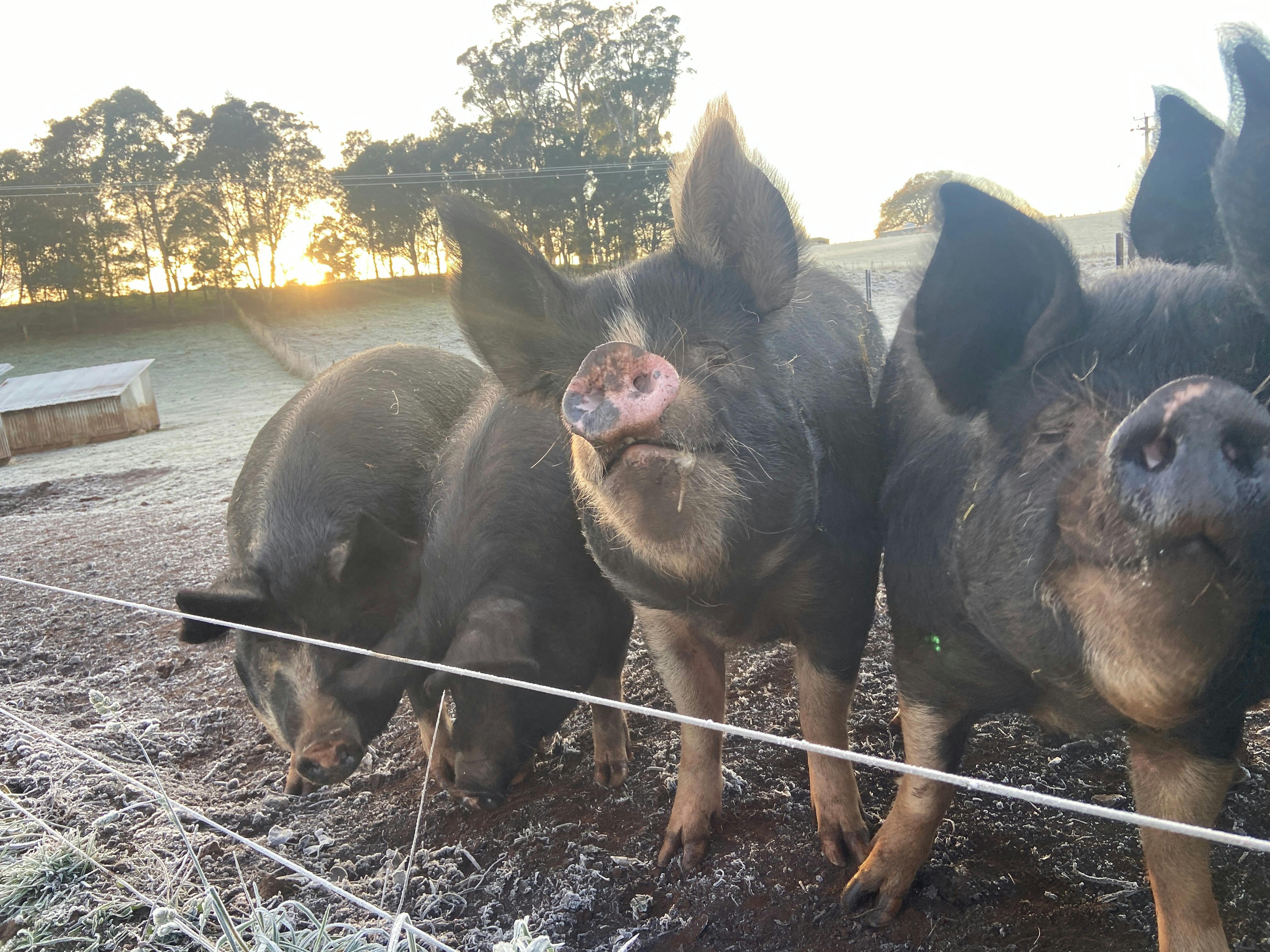 Berkshire Pigs