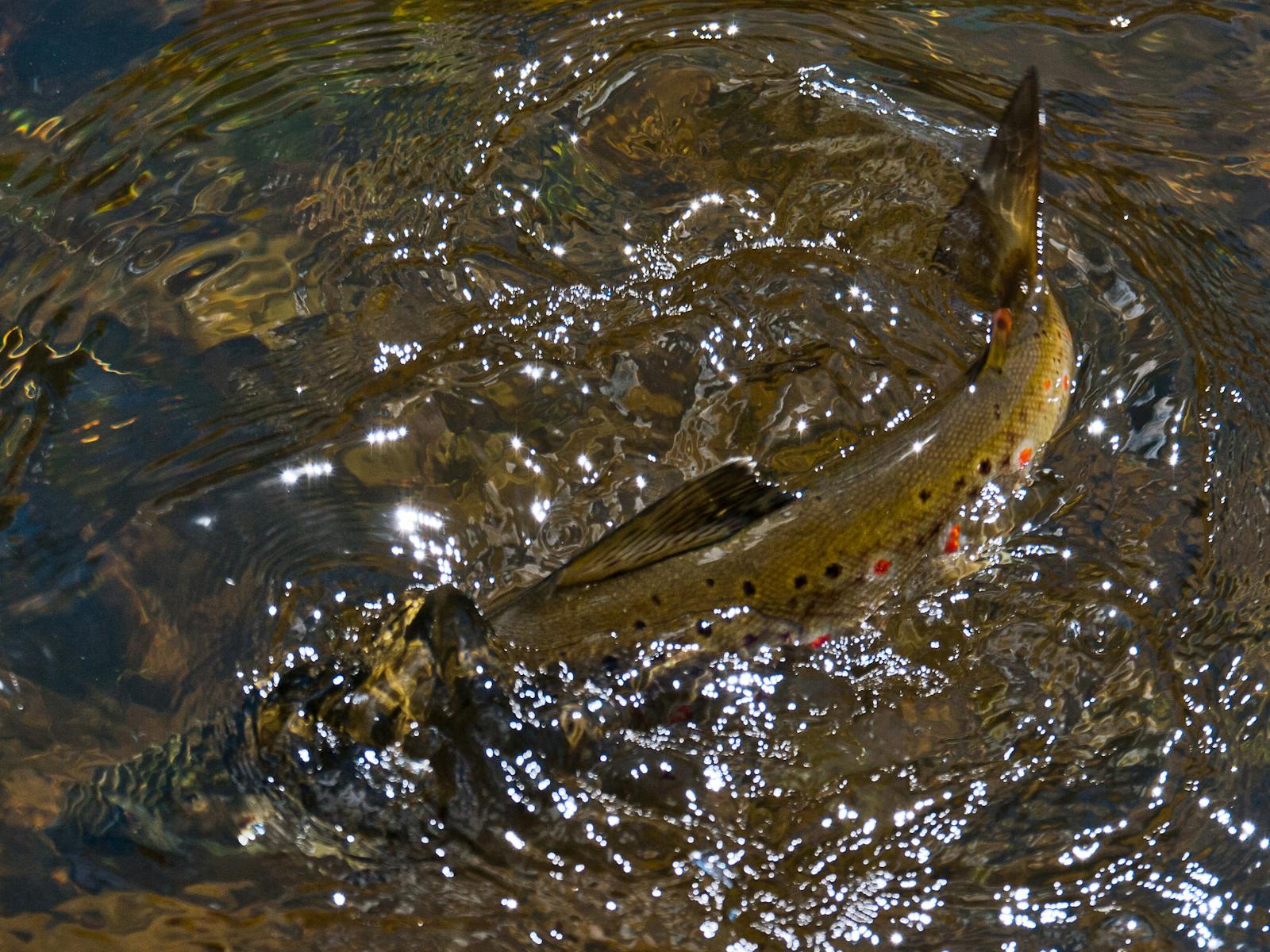 A fish in the shallow river water