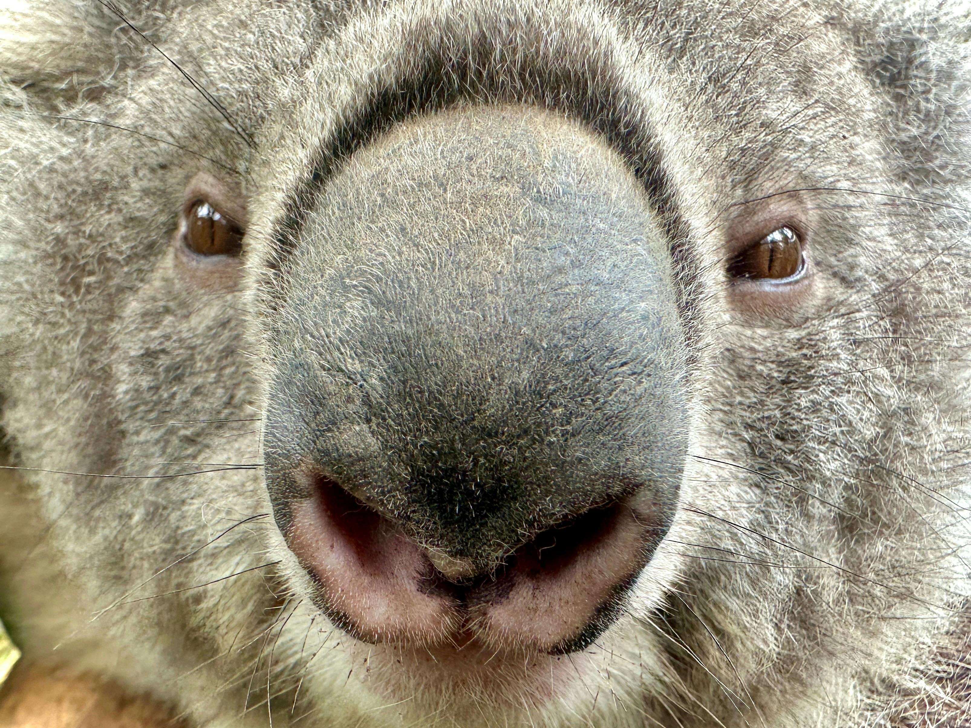 A weekend of Australian wildlife