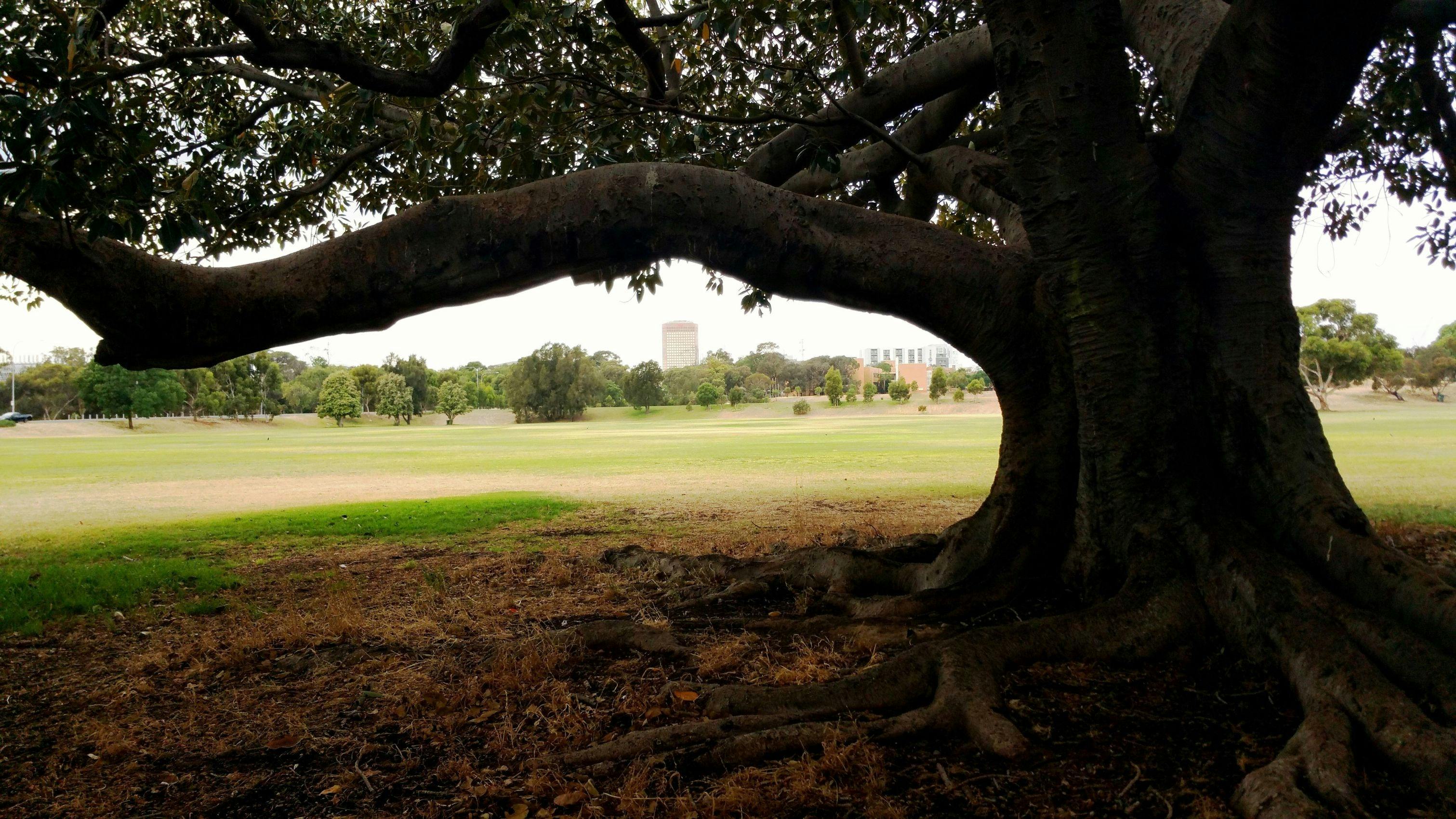 Guided Walk through Ellis Park / Tampawardli (Park 24)