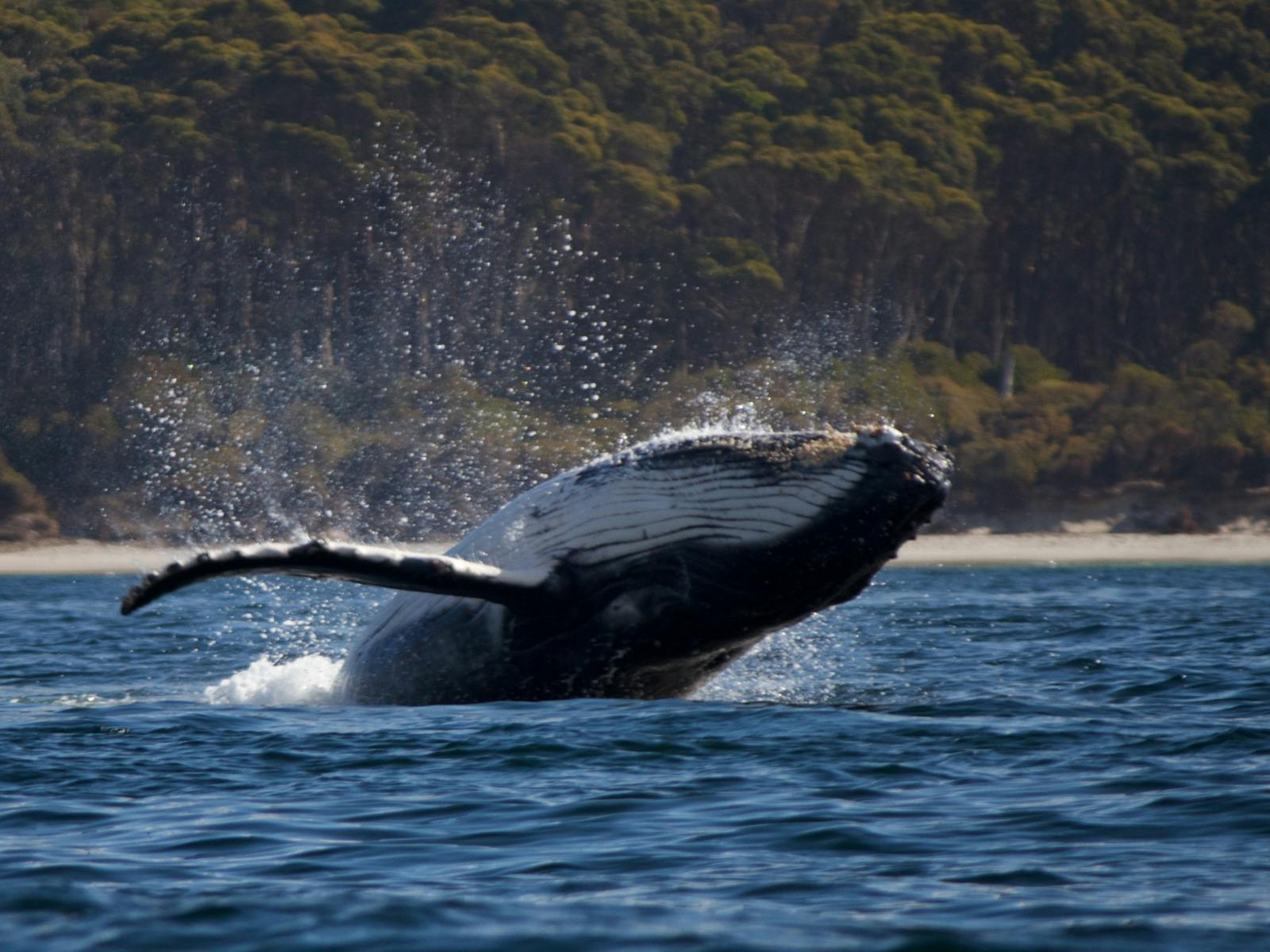 Humpback Whale Calf breaching