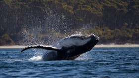 Wild Ocean Tasmania