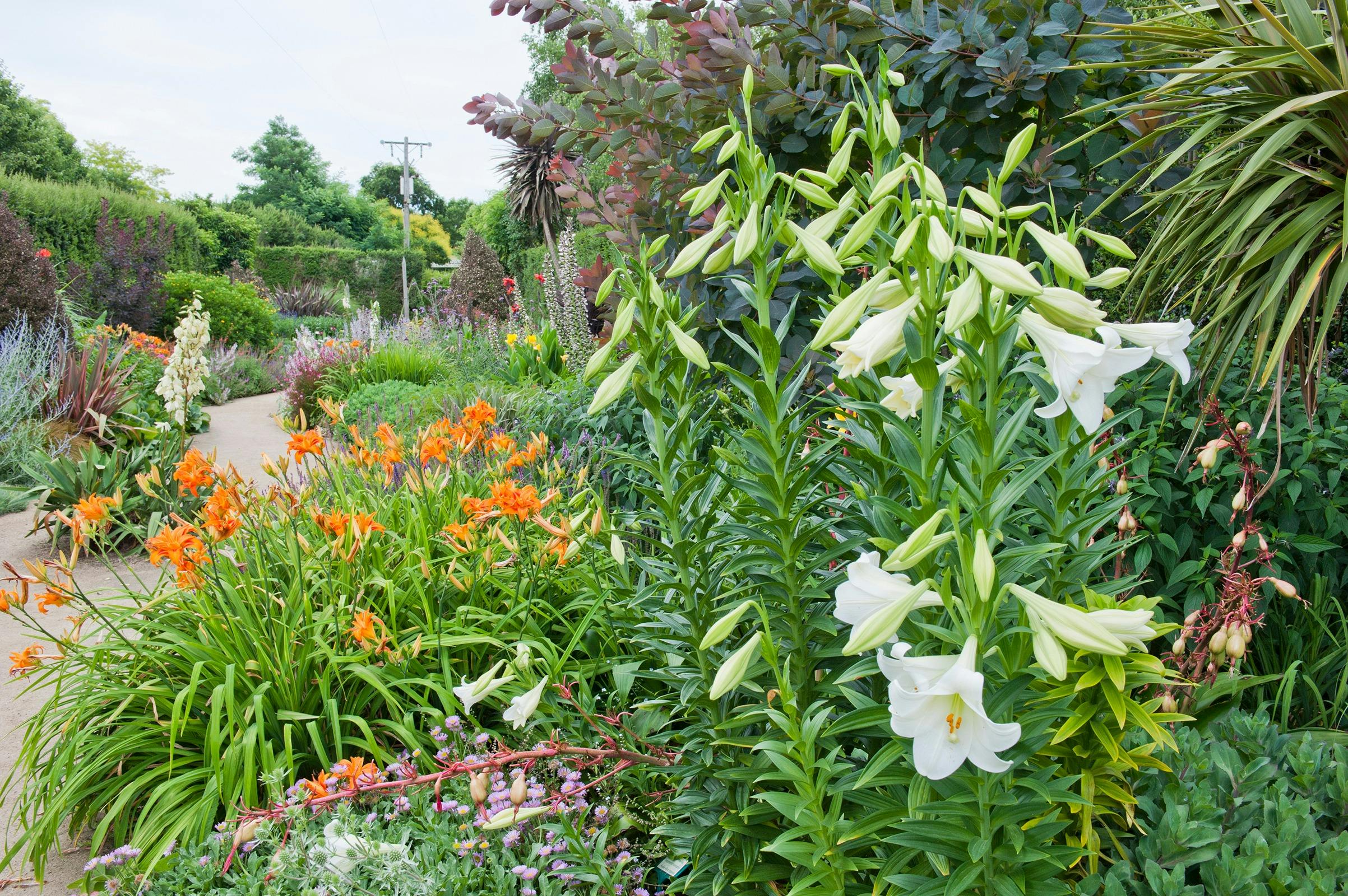 Alowyn Gardens and Nursery