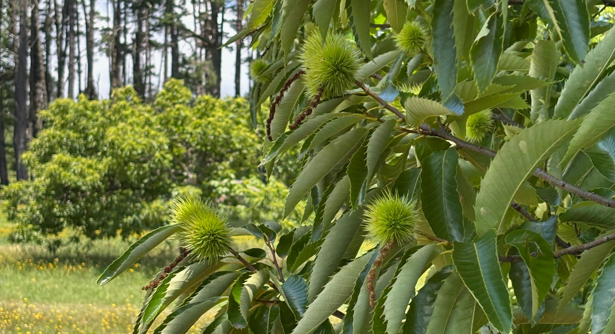 Nutwood Farm chestnut tree in spring