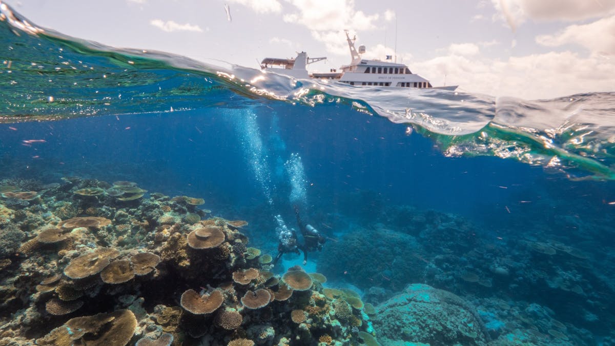 Split photo of Reef and Spirit of Freedom
