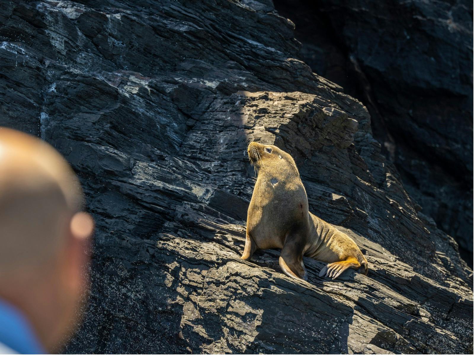 Someone looking at a Australian Sea Lion