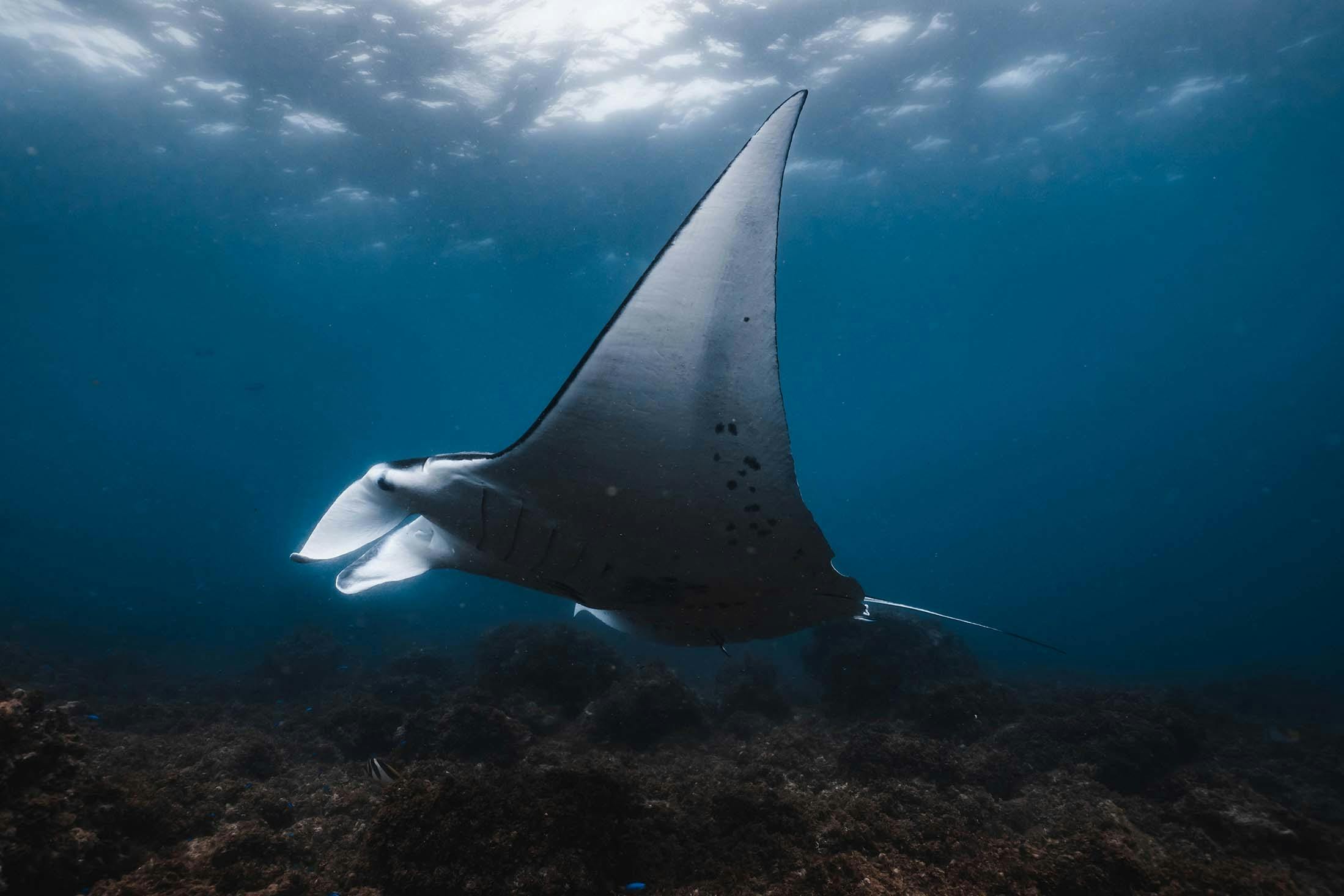 manta ray